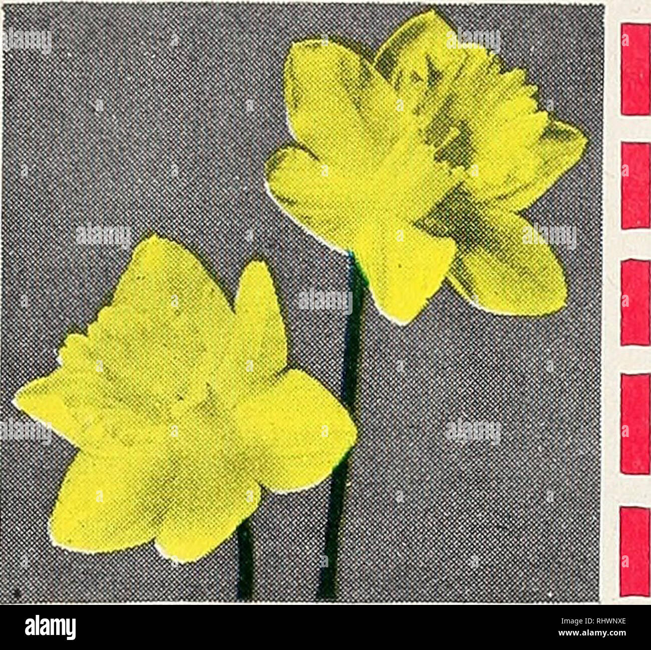 . Comté de Benton Co. Pépinière pépinières (Horticulture), catalogues, des fruits d'arbres, de vivaces, de catalogues ; catalogues ; légumes, graines, fleurs, graines, catalogues, catalogues, l'ombre des arbres, des catalogues. Également connu sous le nom de Muscari. Ces ampoules sont excellents pour plantation en automne. Fleuriront au printemps prochain, produisant de nombreux épis de grandes, en forme de cloche, fleurs bleu ciel. Fleurs d'ouvrir très tôt. Faire aussi bien au soleil ou à l'ombre. 12 pour 50c ; 50 pour $1,69 DUTCH IRIS un affichage glorieux d'orchidée, fleurs gracieuses peut être eu en juin si ces ampoules sont plantés en octobre dans des sols bien drainés, loam sableux, 3 à 4 in., 6 Banque D'Images