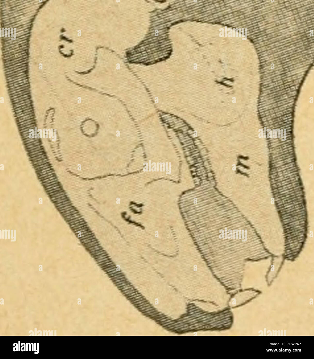. Bensley l'anatomie de la pratique du lapin : un laboratoire primaire text-book dans l'anatomie des mammifères. Les Lapins -- Anatomie. C. 0,3 o^ •• » - JO t&Lt ; o ag 4J. Veuillez noter que ces images sont extraites de la page numérisée des images qui peuvent avoir été retouchées numériquement pour plus de lisibilité - coloration et l'aspect de ces illustrations ne peut pas parfaitement ressembler à l'œuvre originale.. Bensley, B. A. (Benjamin Arthur), 1875-1934 ; Craigie, E. Horne (Edward Horne), 1894-. Philadephie : Blakiston Banque D'Images