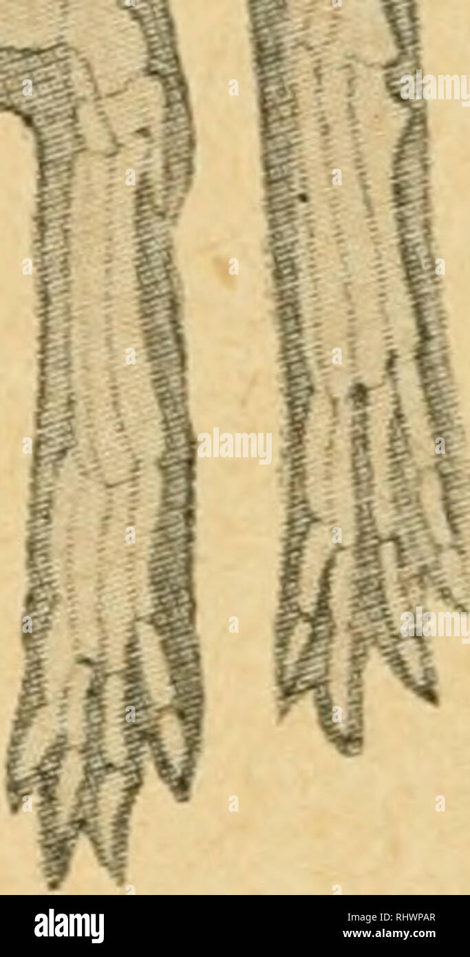. Bensley l'anatomie de la pratique du lapin : un laboratoire primaire text-book dans l'anatomie des mammifères. Les Lapins -- Anatomie. ^^   .. ^.t si .2 i id I. C. Veuillez noter que ces images sont extraites de la page numérisée des images qui peuvent avoir été retouchées numériquement pour plus de lisibilité - coloration et l'aspect de ces illustrations ne peut pas parfaitement ressembler à l'œuvre originale.. Bensley, B. A. (Benjamin Arthur), 1875-1934 ; Craigie, E. Horne (Edward Horne), 1894-. Philadephie : Blakiston Banque D'Images