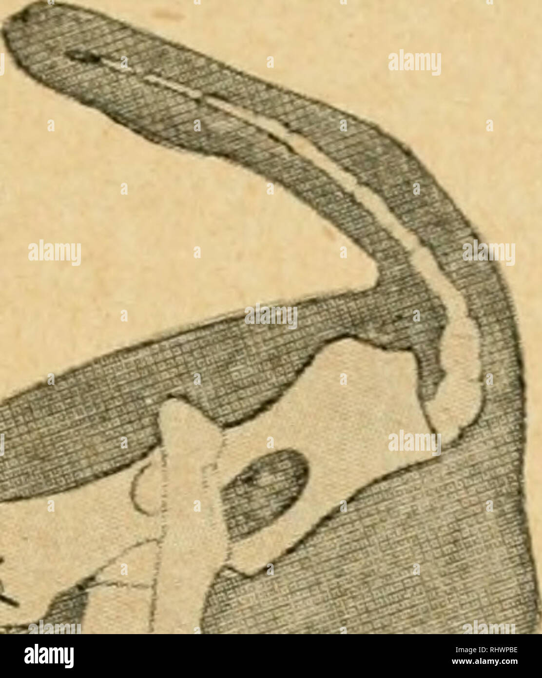 . Bensley l'anatomie de la pratique du lapin : un laboratoire primaire text-book dans l'anatomie des mammifères. Les Lapins -- Anatomie. Le système squelettique 45. ^^   .. ^.t si .2 i id I. Veuillez noter que ces images sont extraites de la page numérisée des images qui peuvent avoir été retouchées numériquement pour plus de lisibilité - coloration et l'aspect de ces illustrations ne peut pas parfaitement ressembler à l'œuvre originale.. Bensley, B. A. (Benjamin Arthur), 1875-1934 ; Craigie, E. Horne (Edward Horne), 1894-. Philadephie : Blakiston Banque D'Images