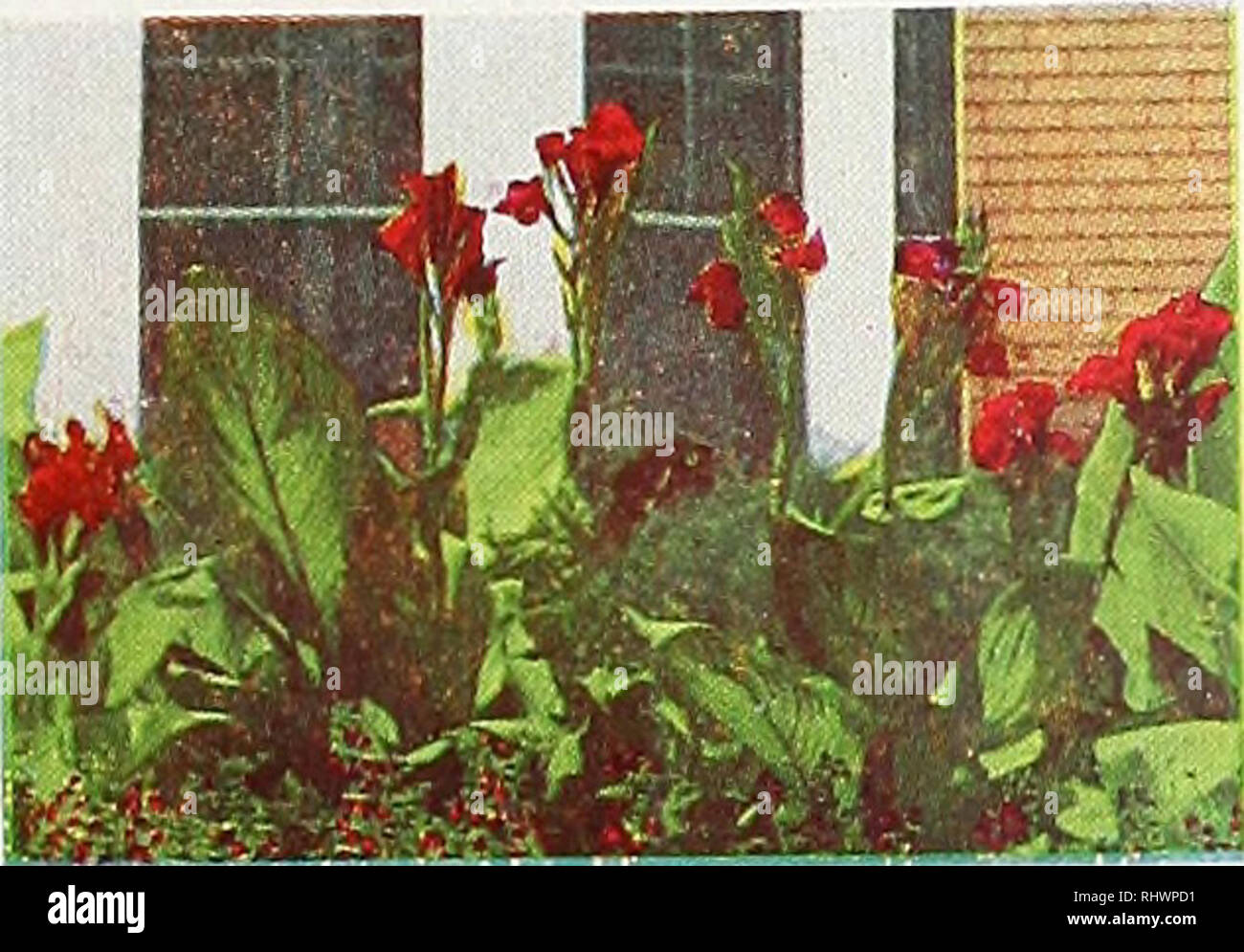 . Comté de Benton Co. Pépinière pépinières (Horticulture), catalogues, des fruits d'arbres, de vivaces, de catalogues ; catalogues ; légumes, graines, fleurs, graines, catalogues, catalogues, l'ombre des arbres, des catalogues. 3 POSTPAID pivoines (différentes couleurs)... .$1,6512 Chrysanthèmes (mélange de couleurs) 2,50 12 Dahlias (mélange de couleurs)... 2,00 1,65 12 4 LYS ROYAL Cannas (mélange de couleurs)... 1.10 20 glaïeul (mélange de couleurs).. 1,65 12 Iris (différentes couleurs) 12 1,10 1,10 1,10 12 les jonquilles Narcisse 20 Muscaris (bleu)... 1.10 12 jacinthes (mixte) 1,50 12 tulipes (mélange de couleurs) 1,25 12 Hybiscus (mélange de couleurs).. 1.65. Veuillez noter que le Banque D'Images