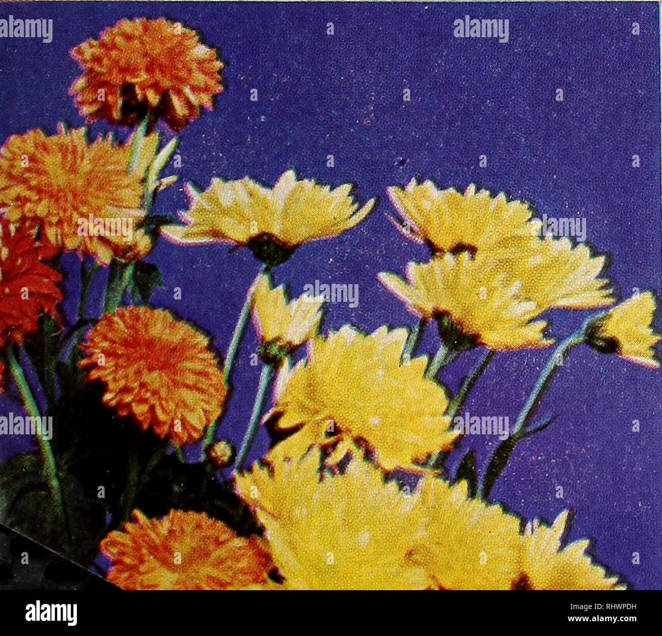 . Comté de Benton Co. Pépinière pépinières (Horticulture), catalogues, des fruits d'arbres, de vivaces, de catalogues ; catalogues ; légumes, graines, fleurs, graines, catalogues, catalogues, l'ombre des arbres, des catalogues. DAHLIAS IRIS BuLL et vivaces. CaUectianl 3 POSTPAID pivoines (différentes couleurs)... .$1,6512 Chrysanthèmes (mélange de couleurs) 2,50 12 Dahlias (mélange de couleurs)... 2,00 1,65 12 4 LYS ROYAL Cannas (mélange de couleurs)... 1.10 20 glaïeul (mélange de couleurs).. 1,65 12 Iris (différentes couleurs) 12 1,10 1,10 1,10 12 les jonquilles Narcisse 20 Muscaris (bleu)... 1.10 12 jacinthes (mixte) 1,50 12 tulipes (mélange de couleurs) 1,25 12 Hybiscus Banque D'Images