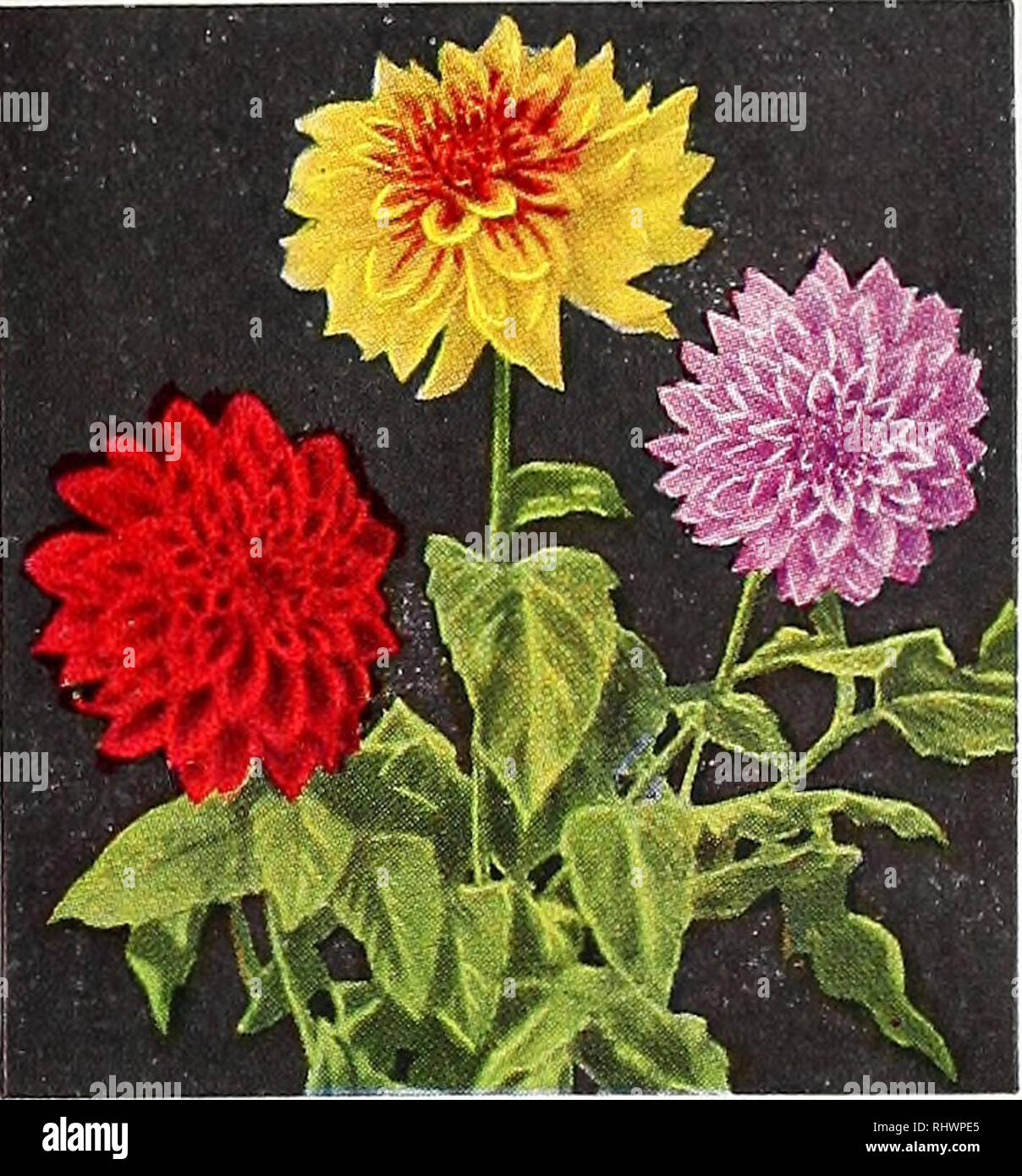 . Comté de Benton Co. Pépinière pépinières (Horticulture), catalogues, des fruits d'arbres, de vivaces, de catalogues ; catalogues ; légumes, graines, fleurs, graines, catalogues, catalogues, l'ombre des arbres, des catalogues. DAHLIAS IRIS BuLL et vivaces. CaUectianl Veuillez noter que ces images sont extraites de la page numérisée des images qui peuvent avoir été retouchées numériquement pour plus de lisibilité - coloration et l'aspect de ces illustrations ne peut pas parfaitement ressembler à l'œuvre originale.. Comté de Benton Co pépinière ; Henry G. Gilbert Pépinière et du commerce de semences Catalogue Collection. Rogers, Ark. : comté de Benton Nursery Co. Banque D'Images