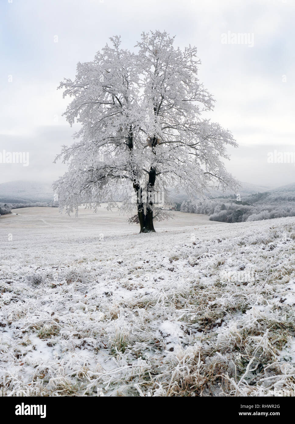 Arbre gelé en hiver avec de la neige Banque D'Images