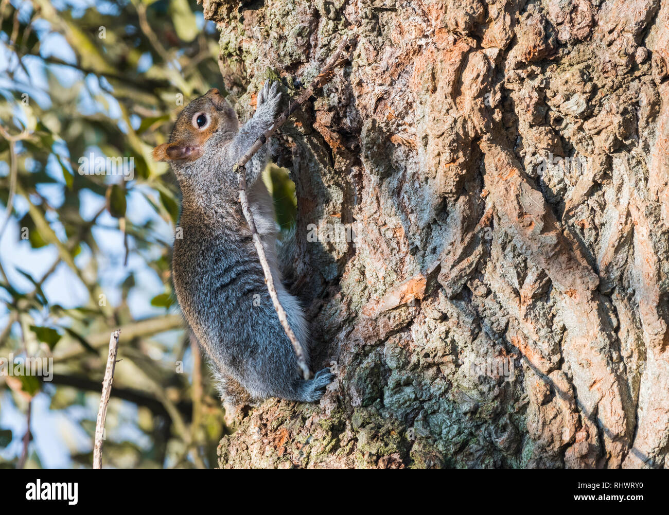 L'Écureuil gris (Sciurus carolinensis) monter un tronc d'arbre en hiver dans le West Sussex, Angleterre, Royaume-Uni. Banque D'Images