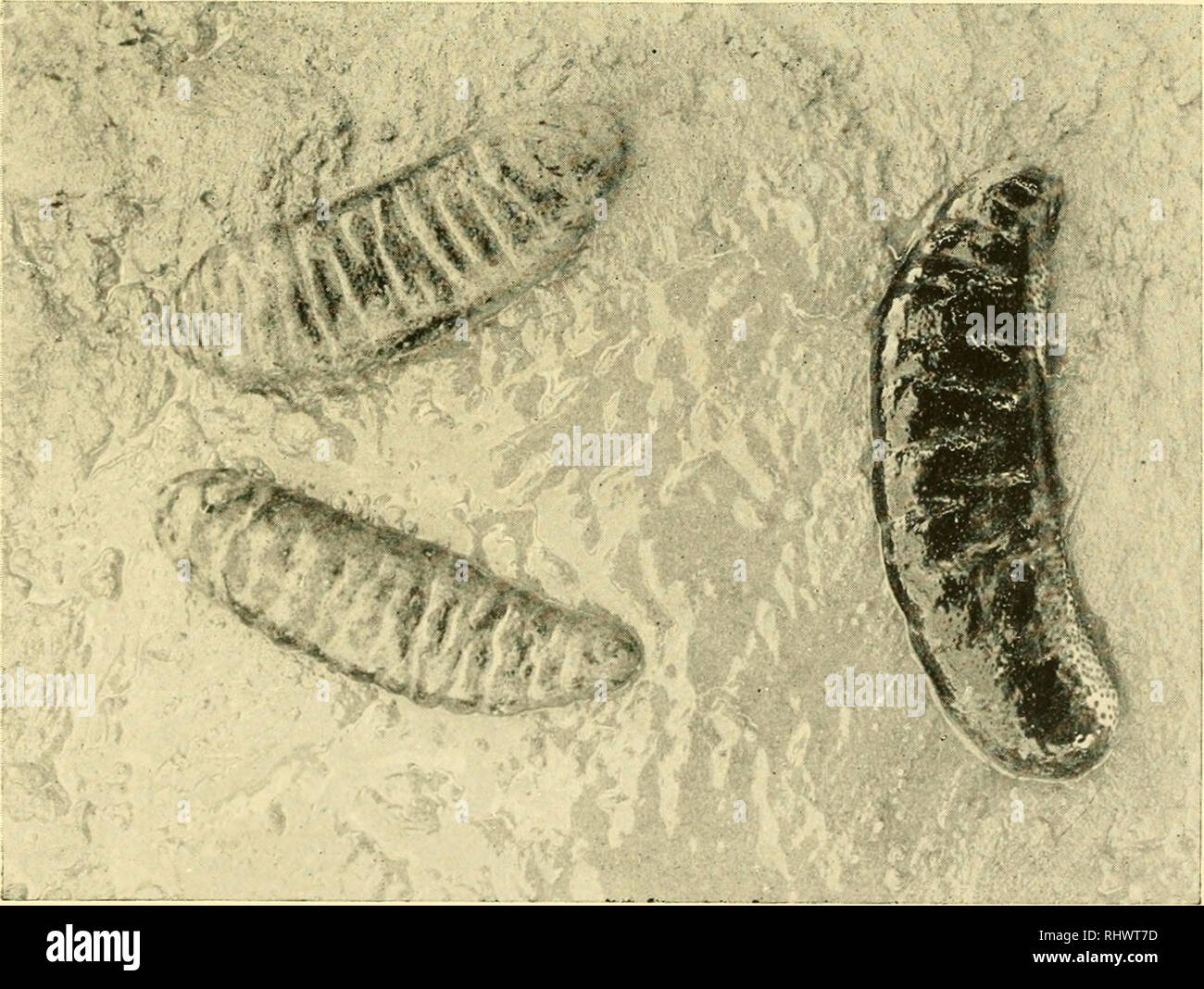 . Sous tropic seas ; un registre de plongée parmi les récifs coralliens d'Haïti. Les animaux marins -- Haïti ; les oiseaux -- Haïti ; la plongée profonde ; les expéditions scientifiques ; Haïti -- Descriptions et voyages. William Beebe après l'ascension de soixante pieds de plongée à côté de la goélette. Restitution hypothétique de soft-concombres de mer et de l'exsudat recueilli dix brasses vers le bas. Veuillez noter que ces images sont extraites de la page numérisée des images qui peuvent avoir été retouchées numériquement pour plus de lisibilité - coloration et l'aspect de ces illustrations ne peut pas parfaitement ressembler à l'œuvre originale.. Beebe, William, 1877-1962 ; New York Material Banque D'Images