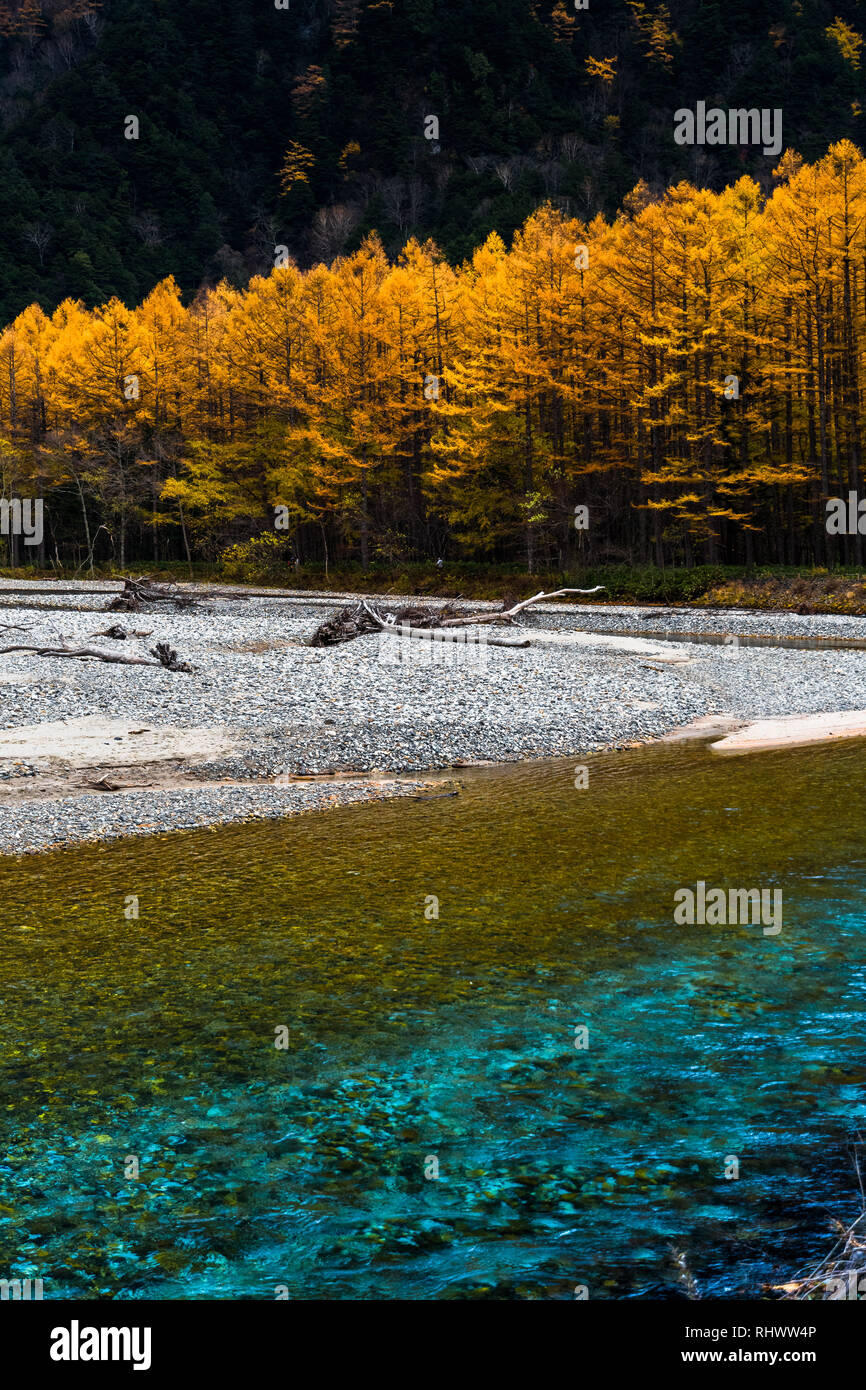 Mélèzes et Rivière Azusa dans Kamikochi en automne, Alpes Japonaises, Chubu Sangaku National Park. Prises sur une journée très froide durant l'automne. nous avons dû couvrir la nôtre Banque D'Images