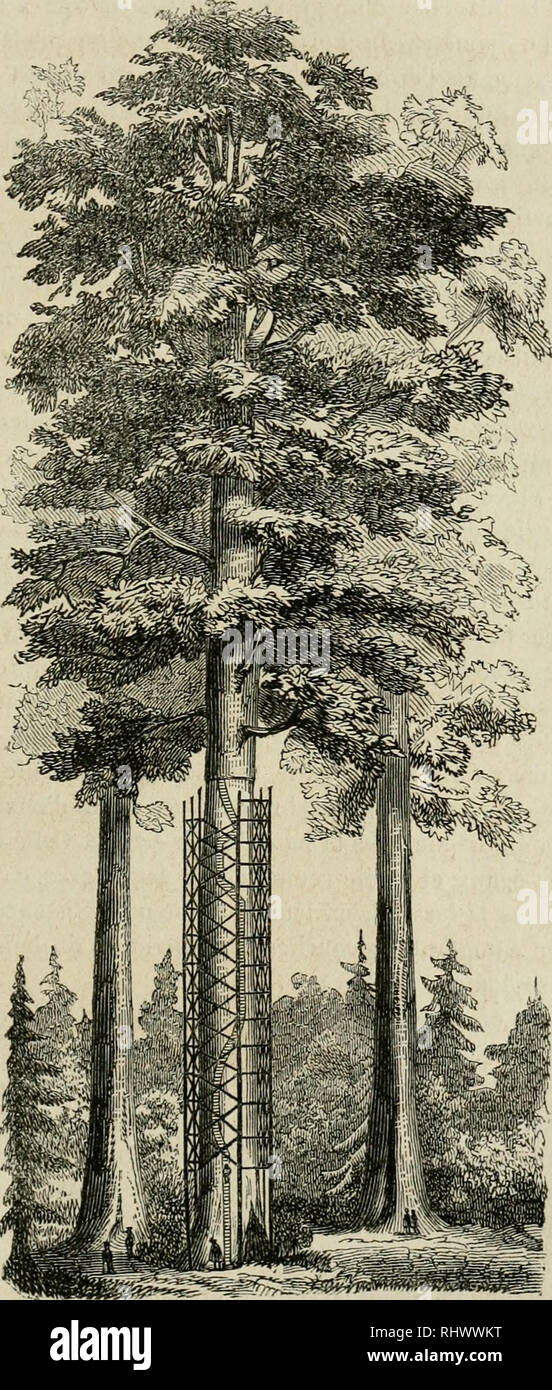 . Belgique horticole. Les plantes. Â Â 271 argile fine, reposant sur des rochers de granit et de basnlle. En hiver, il est converl d'nne couche de neige, qui depuis le mois de janvier jusqu'en avril atteint une Ã©paisseur de trente pouces. Ce terrain est situÃ© Ã 4, ;)50 pieds au-dessus du niveau de la mer et Ã lo milles seule-. Je m'T. Sc(|ii(ti:i (N(&gt;l|iii !L'|(ini;j'} . !,'ij,' ;-.ii !cii.. Veuillez noter que ces images sont extraites de la page numérisée des images qui peuvent avoir été retouchées numériquement pour plus de lisibilité - coloration et l'aspect de ces illustrations ne peut pas parfaitement ressembler à l'origine Banque D'Images