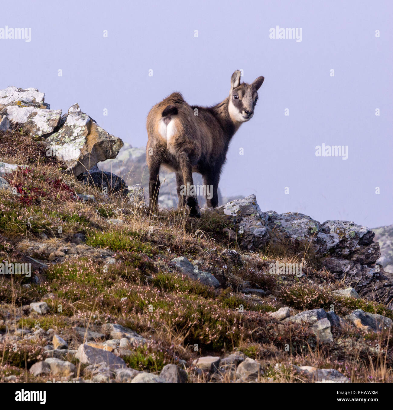 Un Mignon Bebe Chamois Watchs Ce Qui Continue Dans Le Dos Photo Stock Alamy