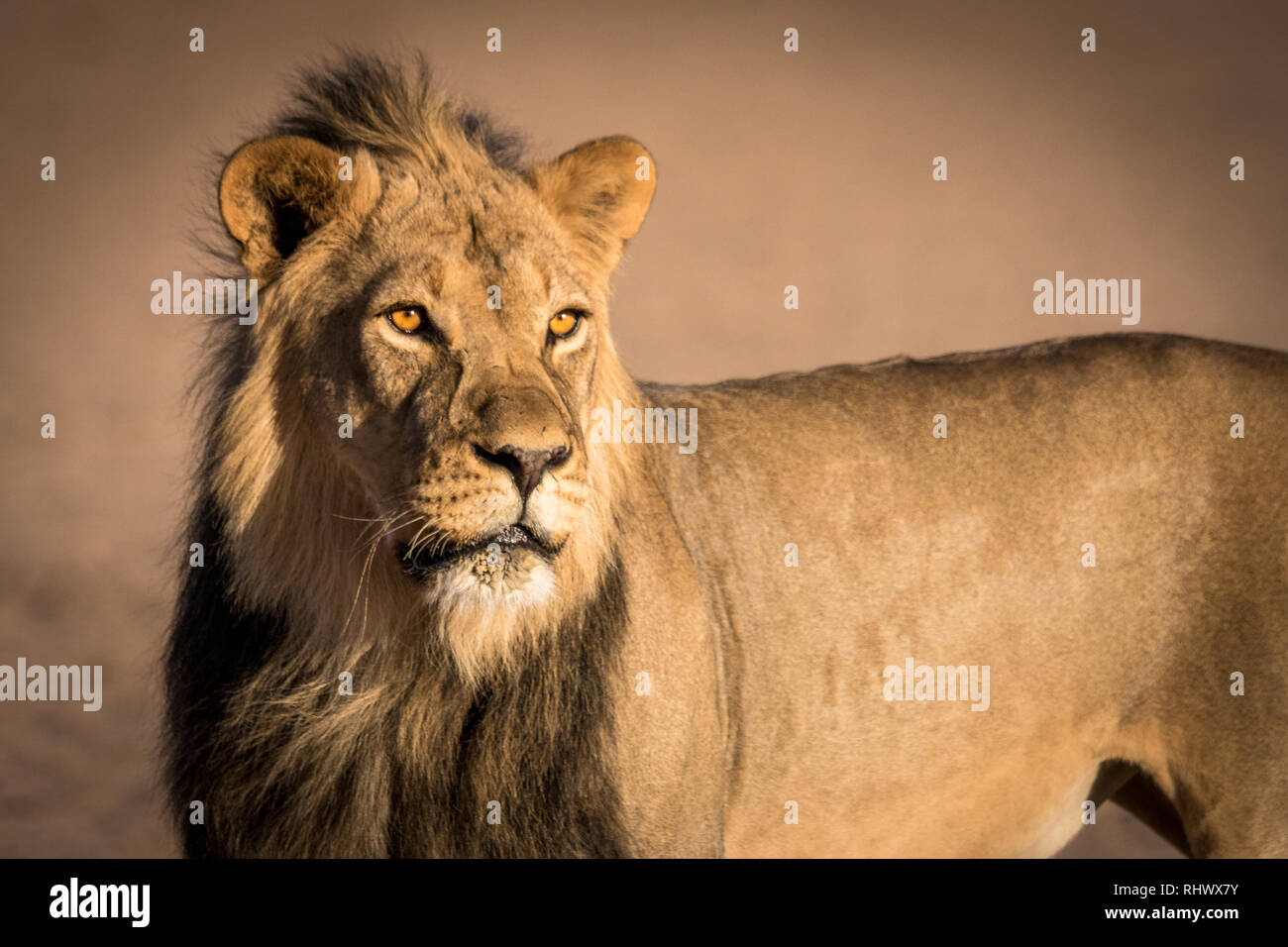 Tôt le matin nous Game-Drive ont eu la chance de voir ce merveilleux homme Lion Kalahari au Kgalagadi Transfrontier Park, Afrique du Sud. Banque D'Images