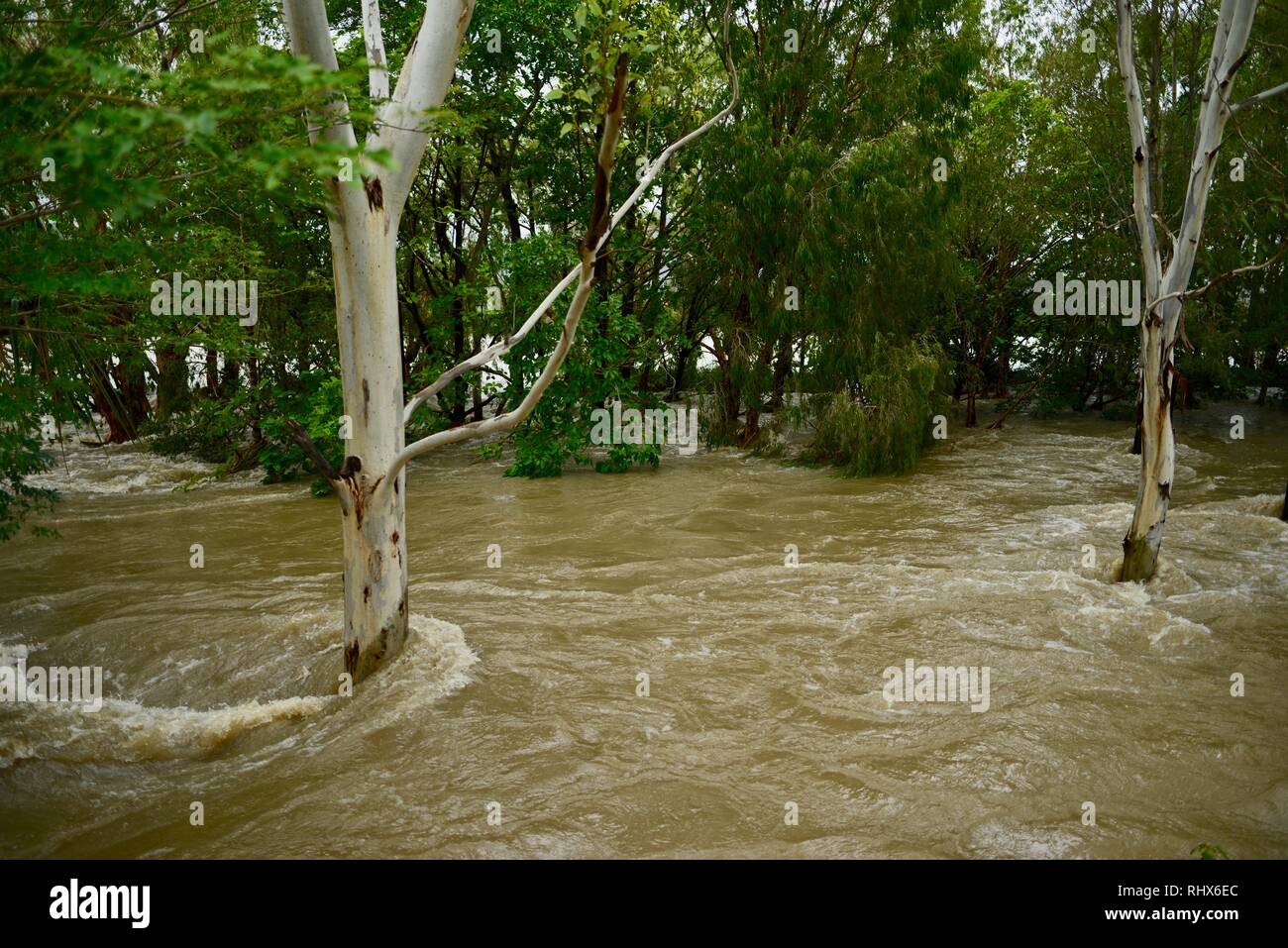 Eucalyptus debout dans les eaux de crue, Townsville, Queensland, Australie. 4 Février, 2019. L'inondation a continué de s'aggraver à mesure que le déluge a continué et plus d'eau a été libéré de l'enflement du barrage de la rivière Ross pour empêcher l'échec de la mur de barrage. Des milliers de résidents ont été évacués pendant la nuit. Crédit : P&F Photography/Alamy Live News Banque D'Images