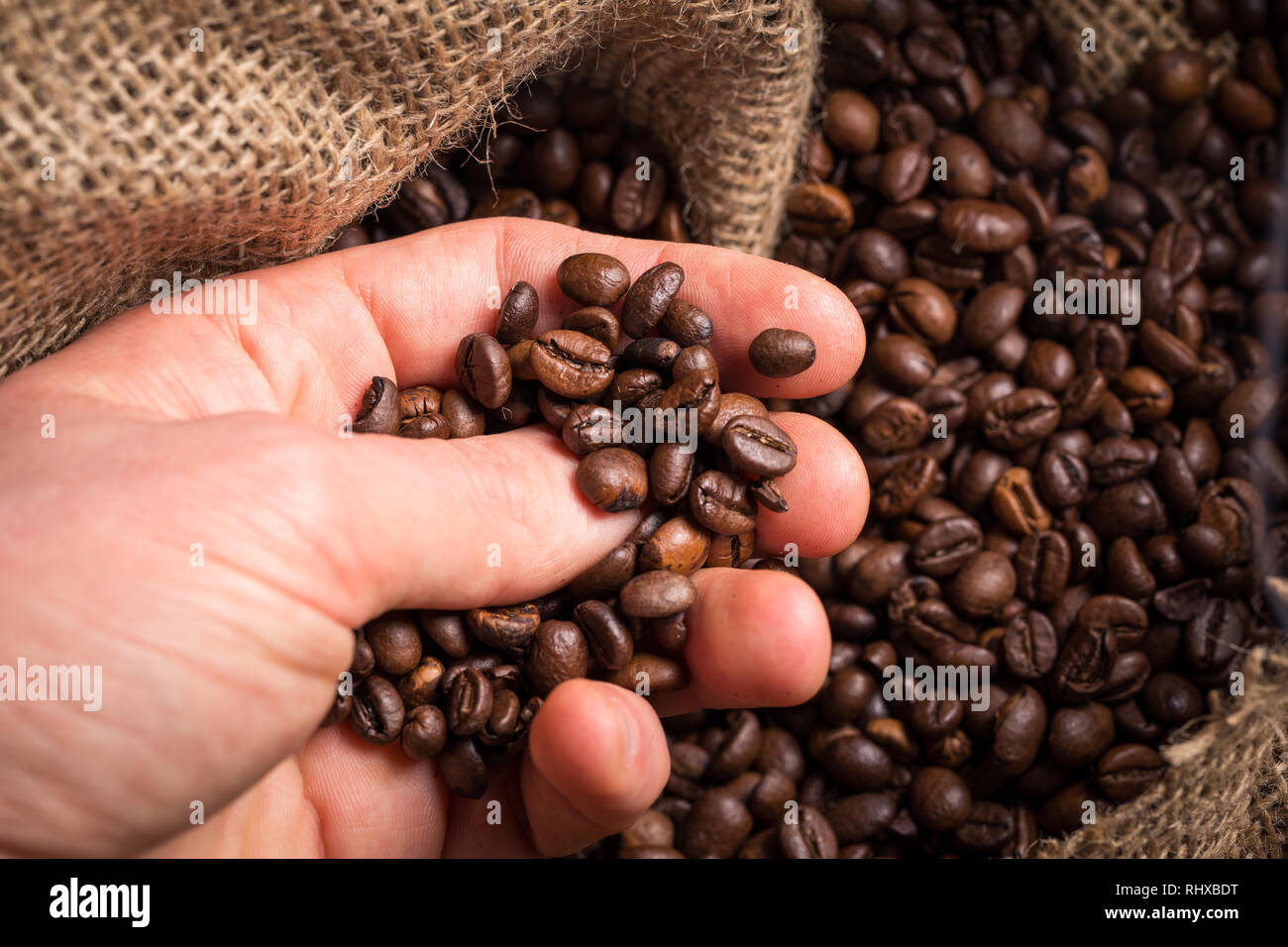 Les hommes de main prend les grains de café pour le contrôle de qualité. Banque D'Images