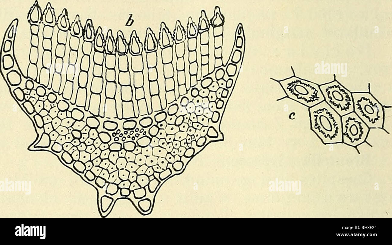 Sam Binde . Beihefte zum botanischen Centralblatt. Les plantes. Fig. 15 ...