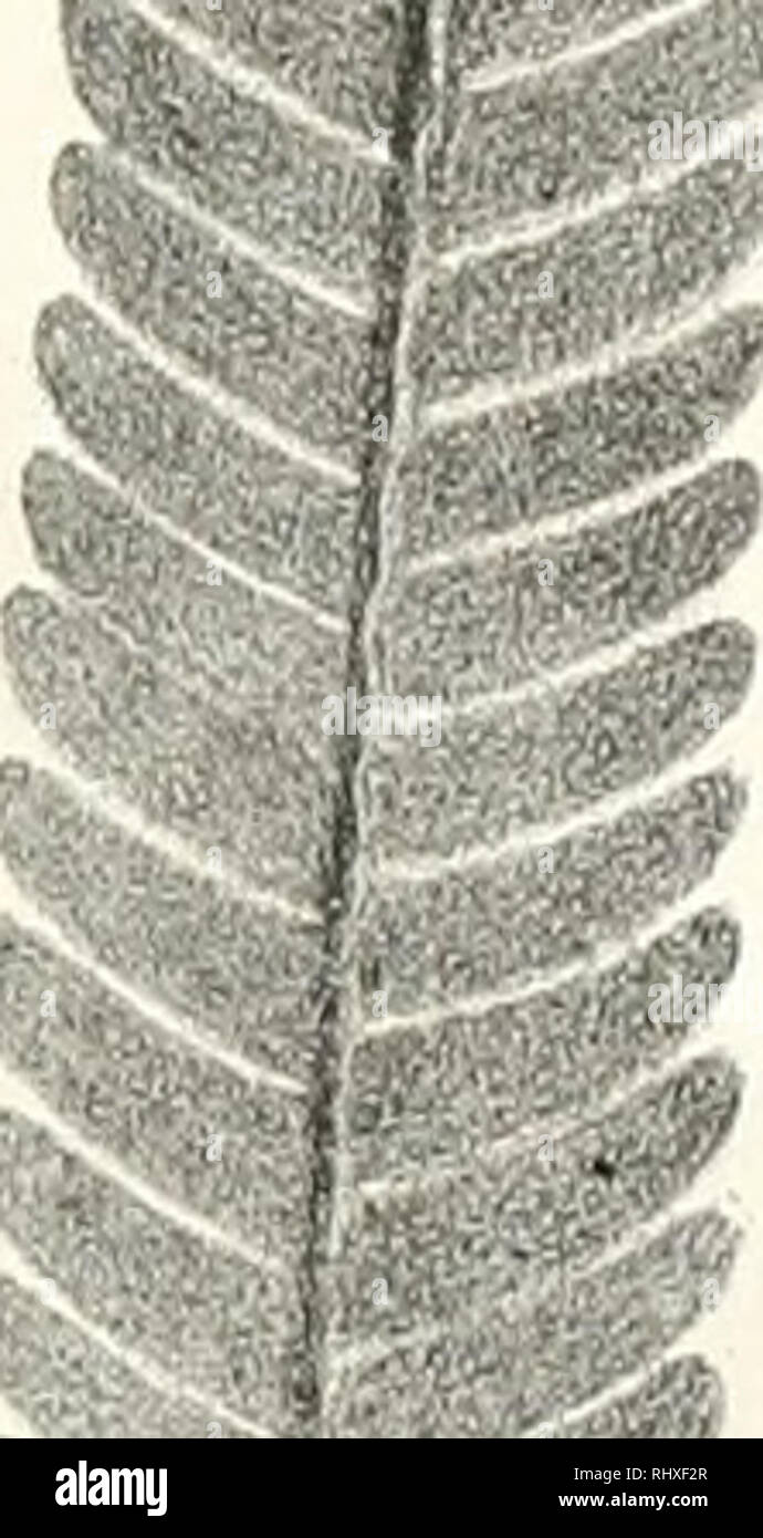 . Zur Beitrge Juraformation Wrttembergs der fossilen Flora. La paléobotanique -- Allemagne -- Wrttemberg ; Paléobotanique Jurassique. ."Â &amp;sp., i ;*-'. ... Je . 1, o/u/fSf/,* u &gt ;,,/ r r/ // ,,,,-v. //. Veuillez noter que ces images sont extraites de la page numérisée des images qui peuvent avoir été retouchées numériquement pour plus de lisibilité - coloration et l'aspect de ces illustrations ne peut pas parfaitement ressembler à l'œuvre originale.. Kurr, Johann Gottlob von, 1798-1870. Stuttgart, Gedruckt in der Guttenberg'schen Buchdr. Banque D'Images