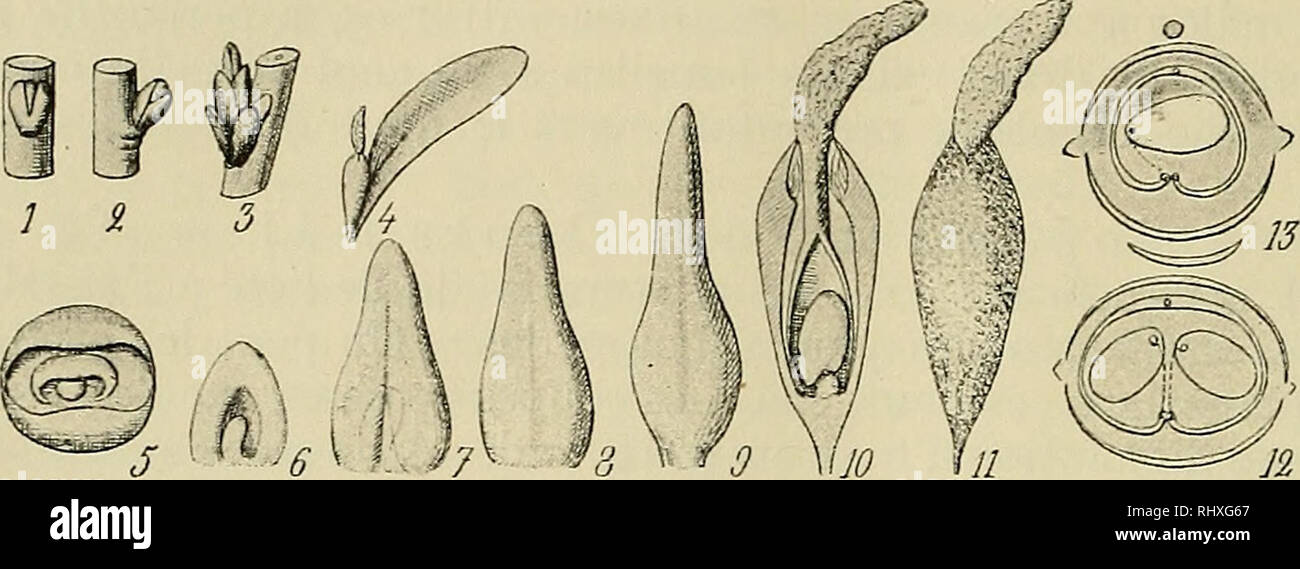 . Beihefte zum botanischen Centralblatt. Les plantes. 142 Roger, Monographie des Eleagnacees. celui des fleiirs mäles en raison de sa lenteur et de la grosseur des organes. On peut ä tifane l'aiguille sous la loupe des fleurs suf- fisamnient jeunes (fig. 8, 5-7)pouT montrer un carpelle ä reduit une colonne charnue, elargie ä la base, effilee ä sa pointe, et presentant uneregion concave, longitudinale, ä la base de laquelle se trouve un mamelon, origine de l'ovule. En dissequant salle des fleurs plus ägees, on peut observer la fermeture de ce carpelle et l'organi- sation d'un ovule anatrope bi Banque D'Images
