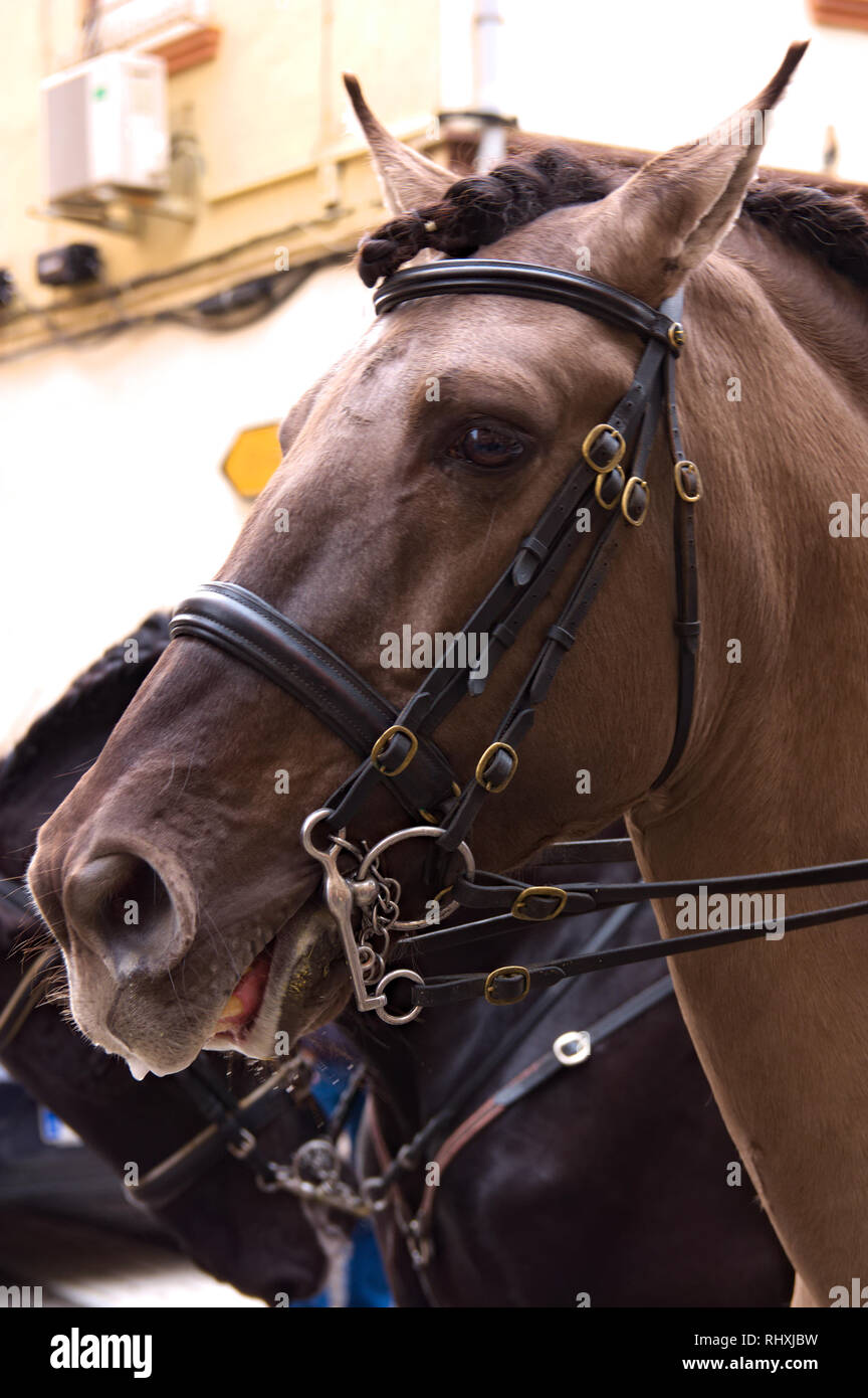 Février 2019. Xirivella.Espagne. Premier vol d'un cheval sellé prêt pour une promenade dans la ville Banque D'Images