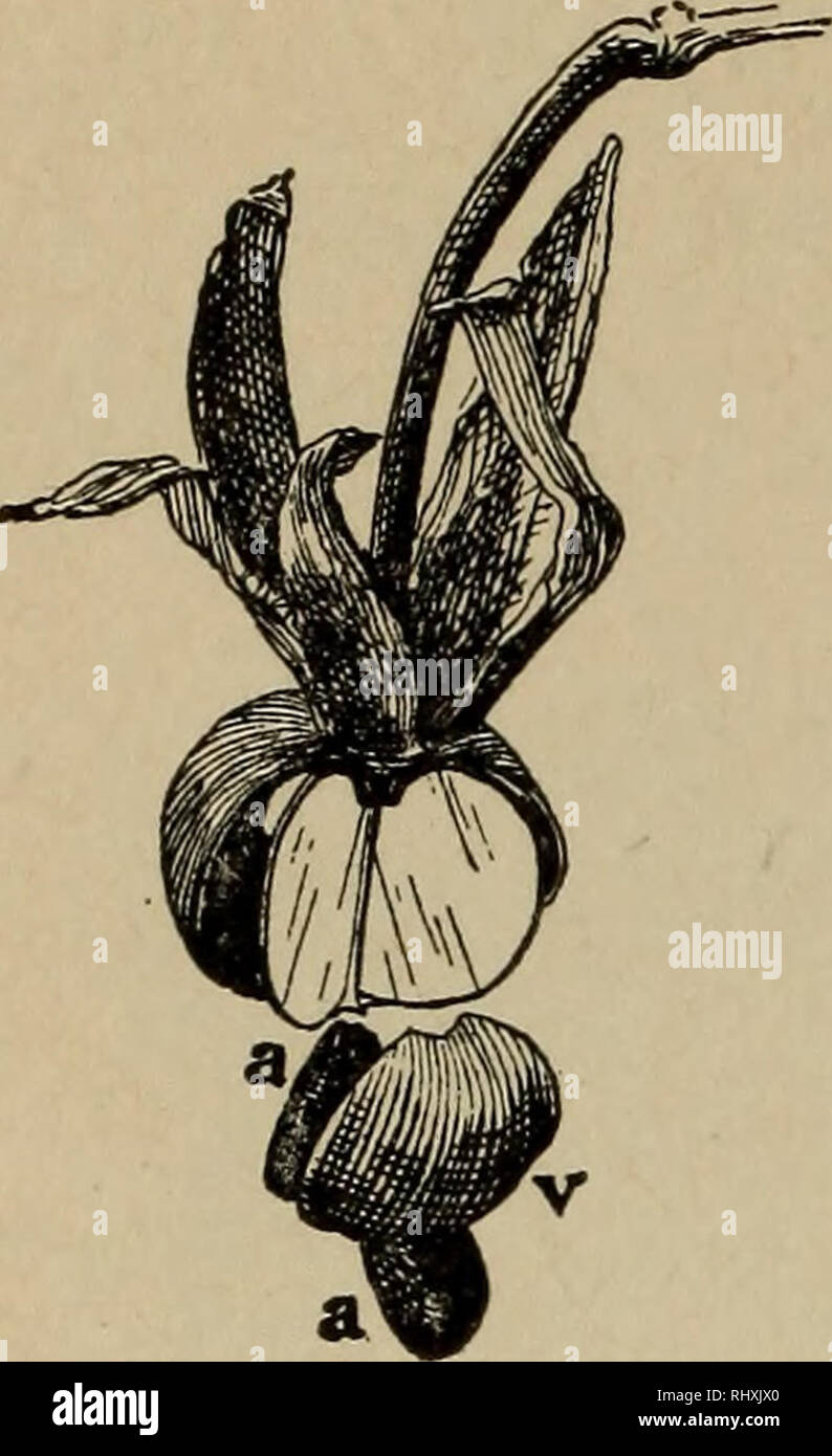 . Beginners' botanique. La botanique. 166 débutants' BOI"TOUT. Fig. 234. -Cap- sule de Morn- ing la gloire. 236, 237). Certaines capsules sont d'une loge, mais ils peuvent avoir été composé lorsque les jeunes (dans l'ovaire stade) et les partitions peuvent avoir disparu. Parfois l'une ou plusieurs des carpelles sont uniformément évincées par la croissance d'autres exclusifs des carpelles (Fig. 235). Les graines ou de parties qui sont évincés sont dit d'être abandonné. Il y a plusieurs façons de la déhiscence des cap- sules ou ouvert. Quand ils cassent le long des partitions (ou cloisons), le mode est connu comme septi- cidal déhiscence (Fig. 236) ; dans septi Banque D'Images