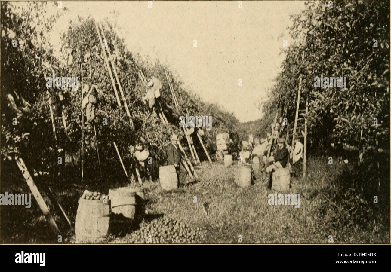 . Débuts dans l'agriculture. L'agriculture. 180 Un(;iii(jni;riiH,K marché. Il ohtuiii à, il garde son oroiis^vij arbres, et supprime les unproduelive iiilcrferiii^ et branches. Pnmiiij ! ; aide à faire un arbre vij^clwiii orous ; elle a aussi^es la forme de l'arbre à souhaits de tlui ubt^ producteur. Poire d'hiver iie- couraji;es la croissance de^j de bois lors de l'été | eiicoura ruiiiu^-)^^ jiroduction os de fruits. Youn^ les arbres qui ont été élagués correctement lors de l'énoncé se re- quire, litti( ! J)runin^^jusqu'à ce qu'elles soient dans d'entendre. Pousses qui le ferait. Jsc. 91. -Picking lial(h TIk-Krowcr ; fruits a liis pointe Banque D'Images