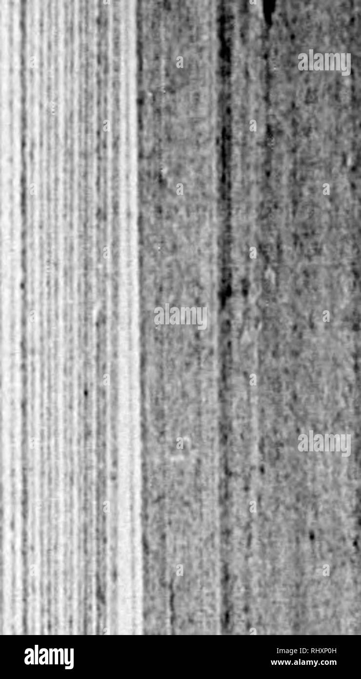. Frank Forester's le poisson et la pêche de l'Organisation des États et provinces britanniques d'Amérique du Nord [microforme] illustré de la nature par l'auteur. Pêche à la ligne ; poissons ; pêche sportive ; Poissons. ^ des salmonidés. 79 place, avait plusieurs batailles pour un endroit particulier, mais la Truite a fini par être le maître. La taille de ces poissons n'est pas mentionné, mais bien sûr, il y avait quelque chose qui ressemble à une égalité, comme le brochet se nourrit constamment sur les petites truites. Il est très certain que, bien que de grands ravages est faite entre les saumons par le joint et la loutre, il n'y a pas de poissons d'eau douce qui s'aventure Banque D'Images