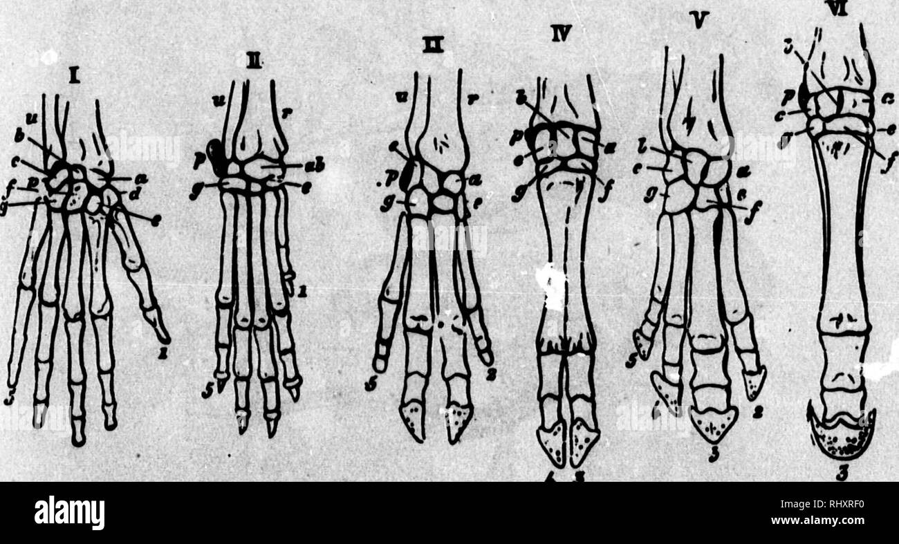 . Un texte-livre de physiologie animale [microforme] : avec des chapitres d'introduction sur la biologie générale et un traitement complet de reproduction, pour les étudiants des droits de l'homme et la médecine vétérinaire (comparative) et de biologie générale. La Physiologie, physiologie vétérinaire ; comparatifs ; physiologie comparÃ©e ; physiologie vÃ©tÃ©rinaire. L'ORIGINE OP LES FORMES DE VIE. 47 &gt;f orteils, le le groupe. fox, devons-nous chercher les progéniteurs sauvages de nos chiens. Dar- win a conclu que, puisque l'homme n'avait qu'a utilisé les premières na- ture fourni dans la formation de ses races d'animaux domestiques, il avait obtenu les variations t Banque D'Images