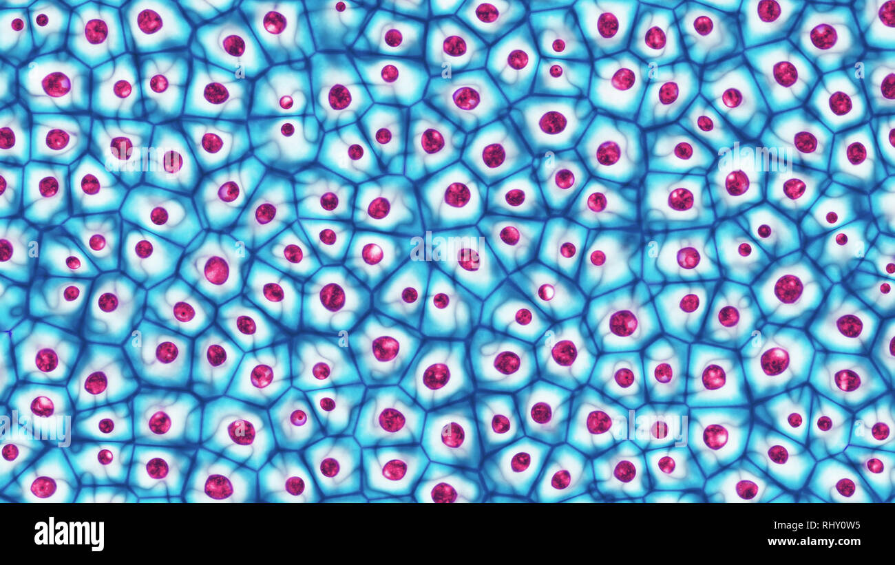 Les cellules souches embryonnaires colonie sous un microscope 3D illustration Banque D'Images
