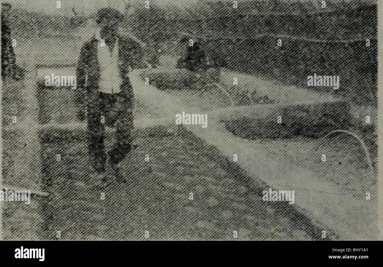 . Beijingshijiaoquyangqishucaizaipei. botanique. Å (2)å¹³ç Å¹³aeåå¹³ç¦¦ï¼ååç¦ è é¢æ¯ååç¦¦é"1å ¯ » ï¼å)32)ã 2.aeµ§å ç'¬è½¦é½ç.Â ¢"é- çae·å¹'æ-ç§,æ æ æ©-çae¯"ä'ä¹¤§"(å å¯¯ç åå å¤©ï¼ï¼ae§-ç å åé åå å¤¤« å¼å§éae©¶ãae¯« ae-çae äºä¹"æ"å -ä¹" (ç"æ¥ç éä å)¯¤åå å'¤¶,éae© å ¨çé·æ100â 120å¤©ãç®åä"¥aeae-ç ä'ºÅ¤ãå ºé« çåå d'ä¥½é Ï¼è" æ'©¥æ ç-§⇨ ï¼å¤¿æ©©æ å° ï¼é½ç¦¿·ä æ'©ä'aeï¼ç Ä¹å¡® ç°é¾ãä åaeä¿severnãƒ'è'å'¶§aeé½å çae-ç¨« è³ äºä¹« « éãae ä¹ -Å"ç-§åä¹å¤©å å·¦å³å¼å§¶ï¼å ¨éae ç é·æ120â:130å¤ Ã©é"çae-ç§¡aeµ¤åå è ç'§¬è½ Ä¹aeå(Å°æ° èè¾²éç¨å¹²å Çï¼ae-® è¯ï¼åºåaeè¼aeµ¦å ç'§⇨ aeå Ï¼ä¤©©å'ä'ae'é½ï¼ aeµ,ç'¯äºae§æ ç-§å ä'æ¥,Ç¨45 eCçç-ae50â°' Banque D'Images