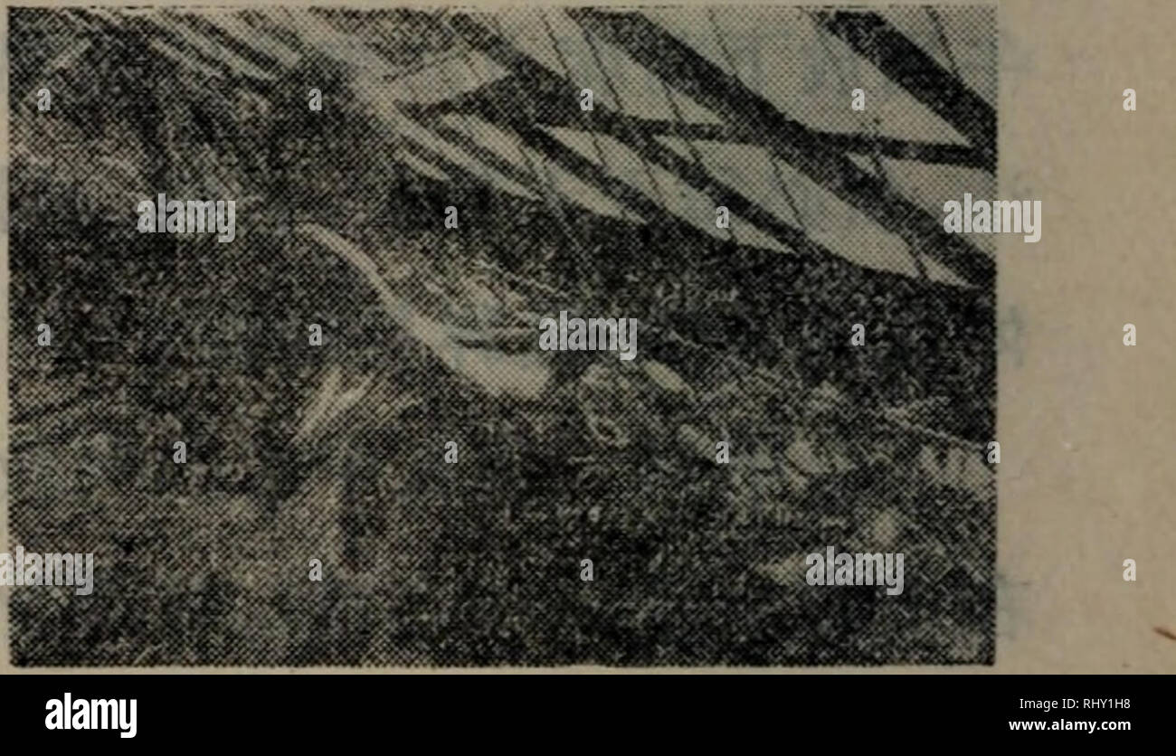 . Bei jing shi jiao qu Wen Shi shu cai zai. î la botanique. Å Ç¨¦ å¹µå¿Å"® 2å ¬¿ï¼ae²aeaeae ¹Çå åè°ae¹é²è¡ä'-èãä èae¶aeï¼'¥å ä"®æ¤å2â3å¤©ä'ºå ãé¶åçae®©éï¼ae¯¡¨¿è åè aeªåç½ï¼åç²å è½ae Å¼çae·²£(åã ae'©å® 2004-2005 ½å¹ï¼å ºç æ ä'¦å å°aeä½ç²¾ç Åªè½ç¨» éçµ²ç¹å,°¶çaeå Ä¾ä-'-è,æ·±åº¦ä'º4â5å å å ¬¿,é® åè å¿¤ ae¾å¾ae ºäº,·,è¿¤ae¾å¾ å æ·±5 äºã.ae-æ¶ä'ºÄºÄ½¿¶èå åå"å° ç²å¾é½å Ï¼è¦¨ae¾ç¬¬å äºae¬¡æ° åï¼é²è»¡¶ãae-ae ae ae-¶çaeaeï¼åºå°±Å°åaeï¼ä è³ªå"¥°åé±,é®å é¢ ç©åå°ä'ºÅ ½Ãä'è¥¬é½ç¨¶è¾"åå å©çè¦å-,ä'ªÅ¨aeç¥ç®-¹Aeé« ç²"ç± Ç¨çãç®-ç"¹ä Aeï¼é« ç²"·±Ç¨è³ªè É½ä,å'¦⇨¦¶aeµåç ç å-¨ã æ¶åº¦ï¼éae« çé'©å®¤åº¦ä¾å³å é"®ï¼åå¾ae¶¯é"æ 100å ¬¦ å³ï¼ä åå·'-ae110å ¬åï¼åae120å ¬¶åå¾ae(å é·120å ¬åï¼ä åå¾'-åï¼ï¼ ¬130 å Banque D'Images