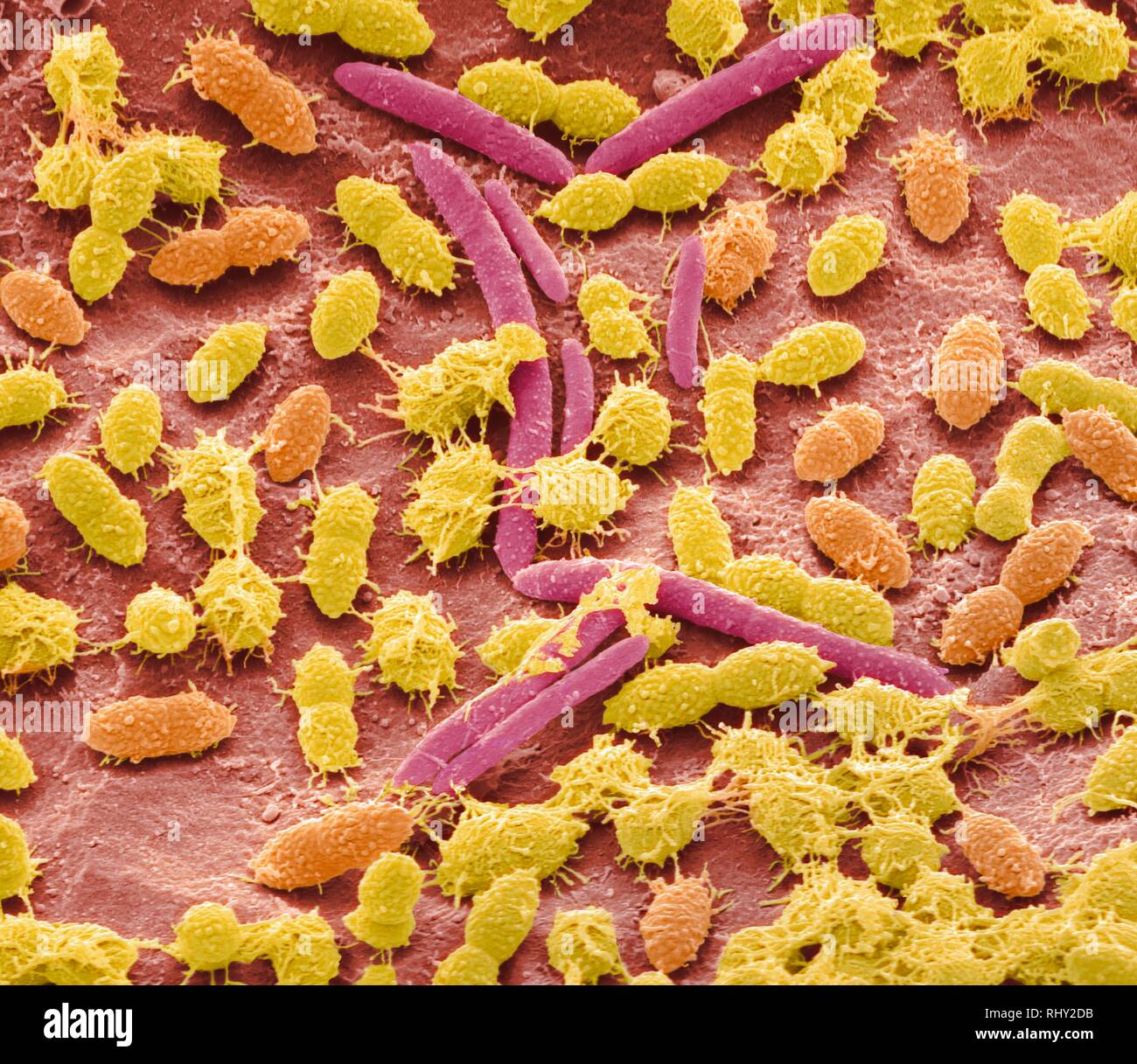 Les bactéries fécales, sem Banque D'Images