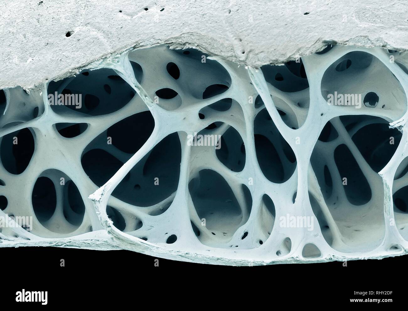 Tissu d'os d'oiseaux, SEM Banque D'Images