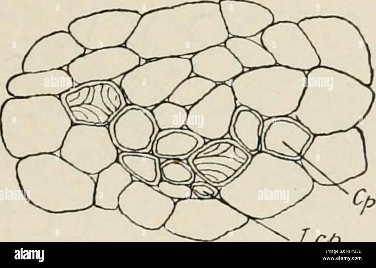 . Beihefte zum botanischen Centralblatt. Les plantes. Bernard, le bois centripöte daiis les bractees etc. des Coniföres. 237 sa disposition en arc de cercle plus ou iiioins reguliere, ä ä ses initiales, et ses cellules reticulees (Fig-. 37). Dans l'ecaille, le centripete apparait tres tot en deux alles laterales (Fig. 38), qui prennent bientöt developpenient onu relativement beaucoup et possedent des ponctuations areolees (Fig. 39) ; puls le centrifuger. -I.cp Fig. 37. Picea excelsa. Coup3 transversale par le sommet d'iine bractee. Cf. disparu. Cp. en arc de cercle. disparaitra et le centripete po Banque D'Images