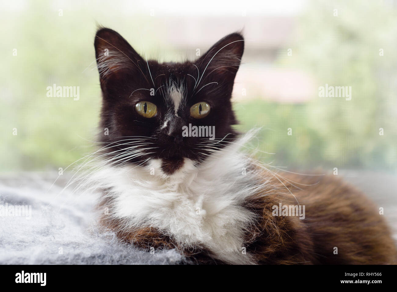 Le noir et blanc les cheveux moyen chat couché à la caméra à l'avant sur la vue. Dans les mois d'allège sa fourrure au brun Banque D'Images