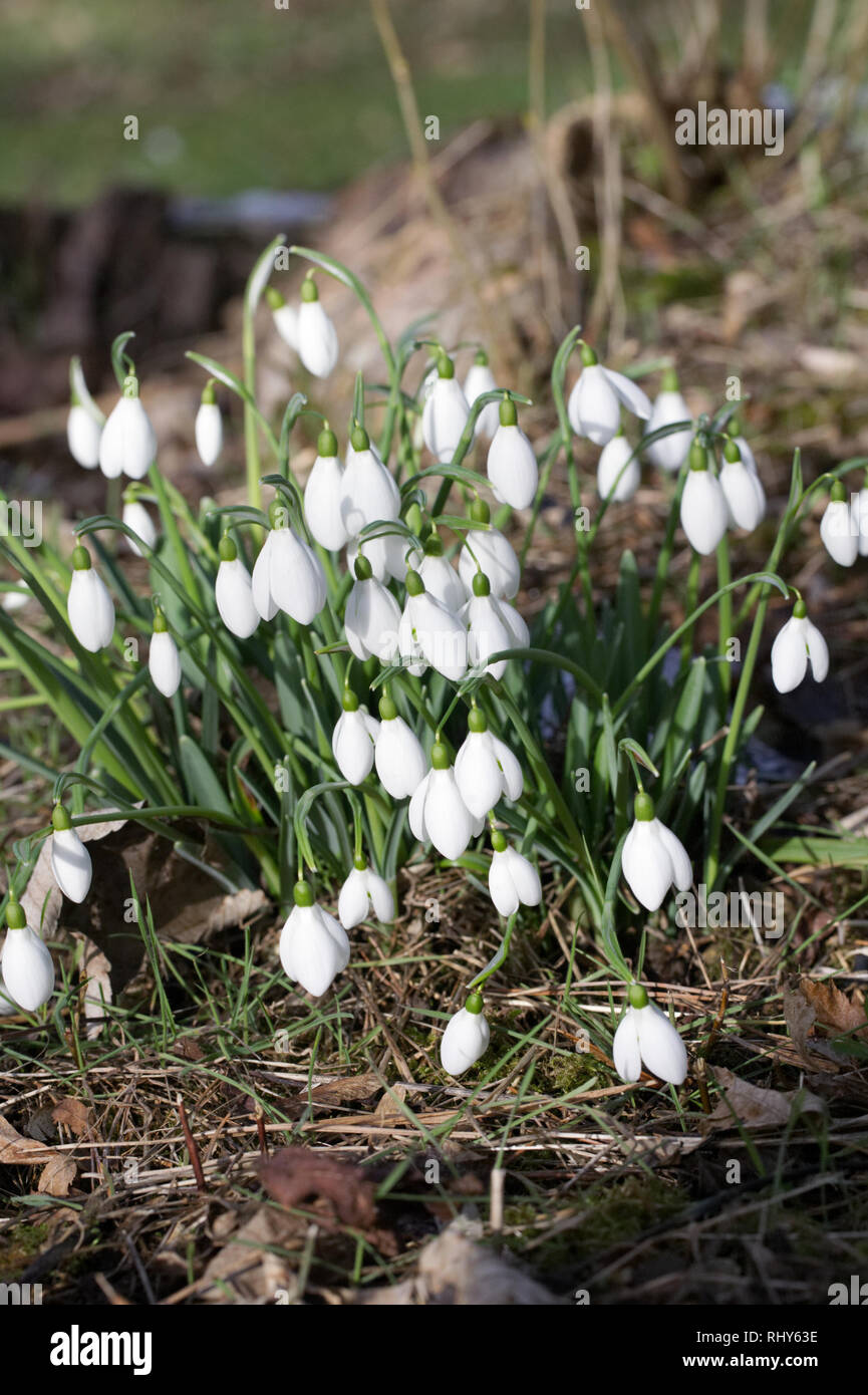 Galanthus S. Arnott. Snowdrop espèces poussant sur le bord d'un jardin boisé. Banque D'Images
