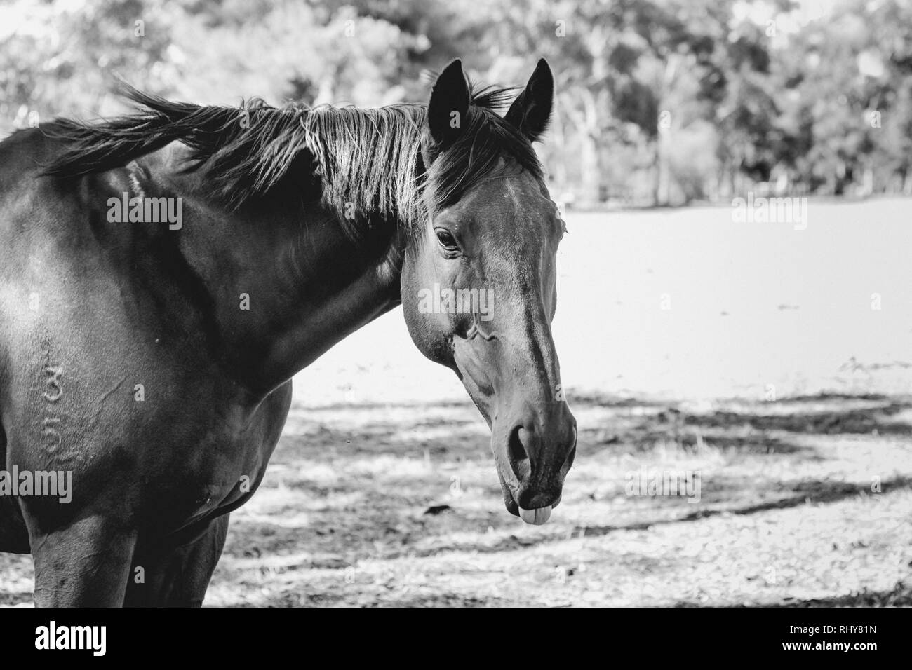 Portrait noir et blanc d'un cheval dans un enclos Banque D'Images