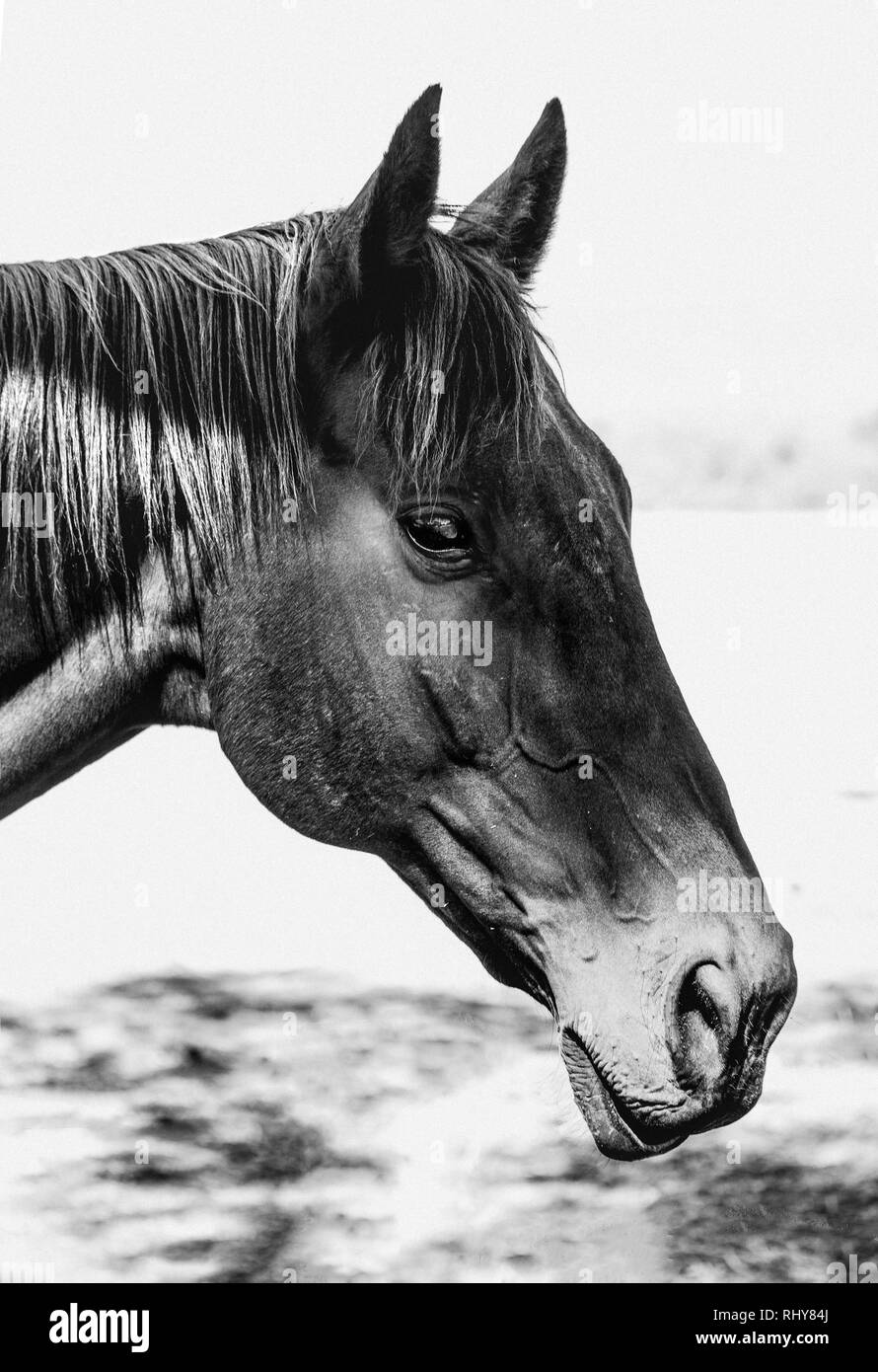 Portrait noir et blanc d'un cheval dans un enclos Banque D'Images