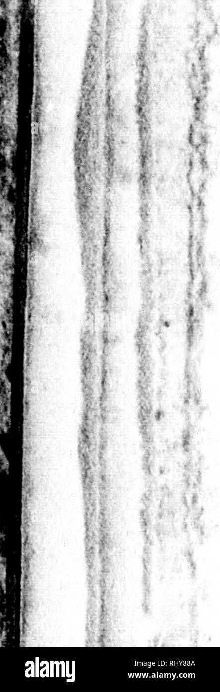 . Voir l'historique de l'évolution de la découverte, de la plus côtes du nord d'Amérique [microforme] : à partir de la première période à l'heure actuelle. Hakluyt, Richard, 1552 ?-1 616 ; Cabot, Sebastian, 1476 ?-1557 ; Hakluyt, Richard, 1552 ?-1 616 ; Cabot, Sebastian, 1476 ?-1557 ; histoire naturelle ; sciences naturelles. Couteau ROUGE 124 Indiens. ;I ii n ^ ^. pany. Les banques ont été recouverts de divers types d'arbres ; mais, en raison de son niveau inférieur et son riche sol noir, le côté ouest était plus boisées que l'autre. Sur la rive est, composé d'un mélange d'argile jaune avec du gravier, les arbres étaient petits Banque D'Images