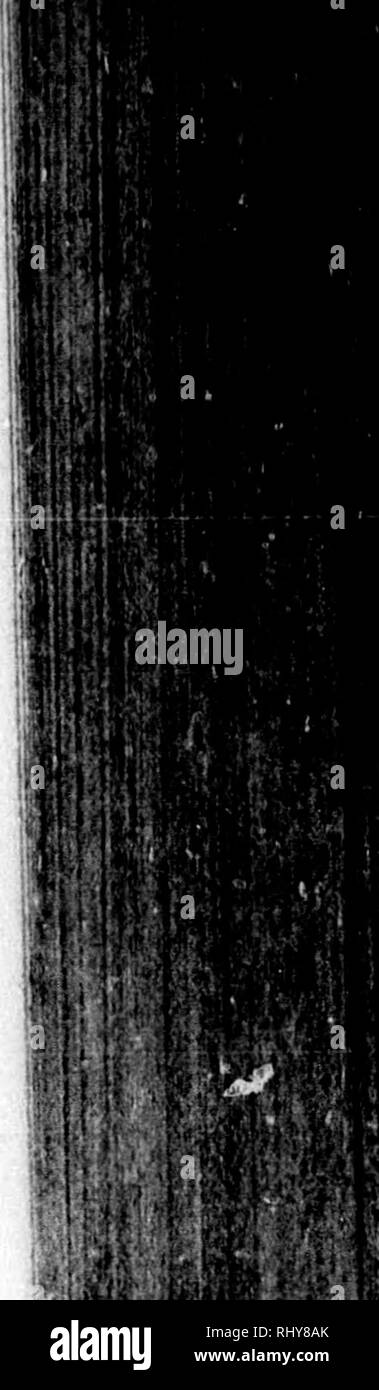 . Frank Forester's le poisson et la pêche de l'Organisation des États et provinces britanniques d'Amérique du Nord [microforme]. Poissons ; Pêche ; poissons ; pêche sportive. SALMONIUJE. 79 place, avait plusieurs batailles pour un endroit particulier, mais la Truite a fini par être le maître. La taille de ces poissons n'est pas mentionné, mais bien sûr, il y avait quelque chose qui ressemble à une égalité, comme le brochet se nourrit constamment sur les petites truites. Il est très certain que, bien que de grands ravages est faite entre les saumons par le joint et la loutre, il n'y a pas de poissons d'eau douce qui venjju-e sur les attaquer, pas même le Brochet Banque D'Images