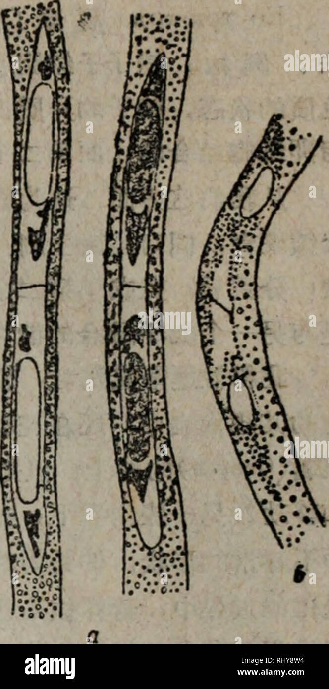 . Bei zi zhi Wu Xue tai pei. La botanique. . Veuillez noter que ces images sont extraites de la page numérisée des images qui peuvent avoir été retouchées numériquement pour plus de lisibilité - coloration et l'aspect de ces illustrations ne peut pas parfaitement ressembler à l'œuvre originale.. mo ji ji si fu lie zhu bian. Wu ke fil su wei yi hui zhu yi gong elle il guo chu ban elle Banque D'Images