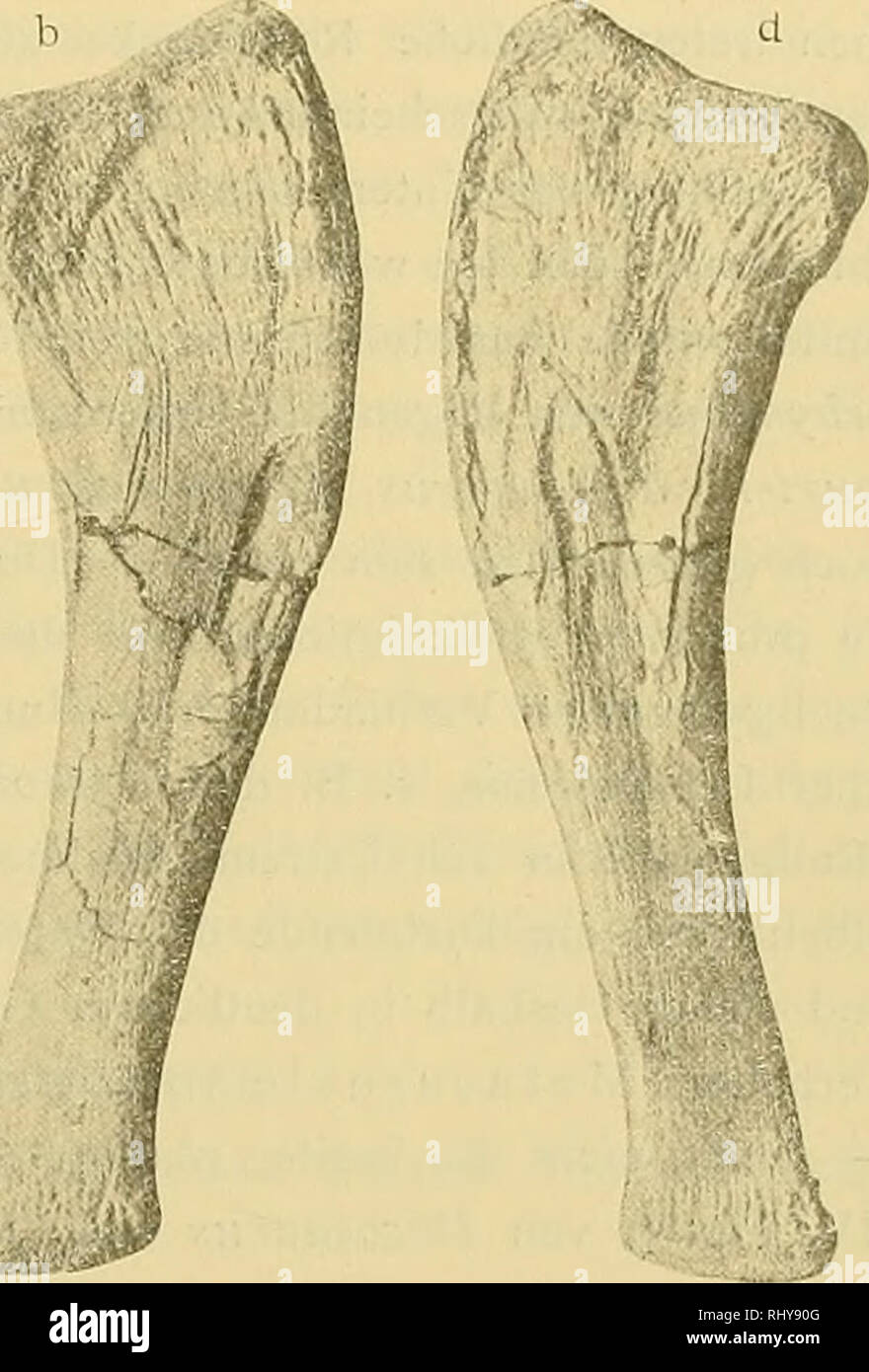 . BeitrÃ¤¤PalÃ ge zur ontologie und Geologie Ãsterreich-Ungarns und des orients : Mitteilungen des¤ontologischen PalÃ Geologischen und der instituts UniversitÃ 2004-2005 t Wien. La géologie, la paléontologie. 'Â Â &gt;f. Fig. 9. Cubitus Radius und der linken Seite des MÃ¼nchener (2.) F.xemplars. un rayon b, cubitus, beide von auÃen ; c rayon, d Uhia, beide von innen ; nat. GrÃ¶Ãe. Wenn wir auf unserer aussi ursprÃ¼nglichen Ansicht beharren wÃ¼rde Schulterapparat, dann der sich von Metriorhynchus darstellen wie die donc Textfigur 8 es andeutet. Sternum, Interclavicula Clavicula oder sind nicht in der mindesten Andeutung v Banque D'Images