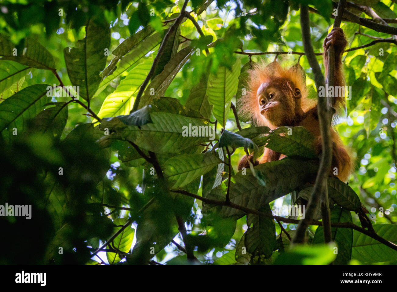 Un mignon bébé orang-outan dans les forêts de Bukit Lawang à Sumatra. Prises au cours de mon voyage à Sumatras dans la forêt tropicale du Parc national de Gunung Leuser. e Banque D'Images