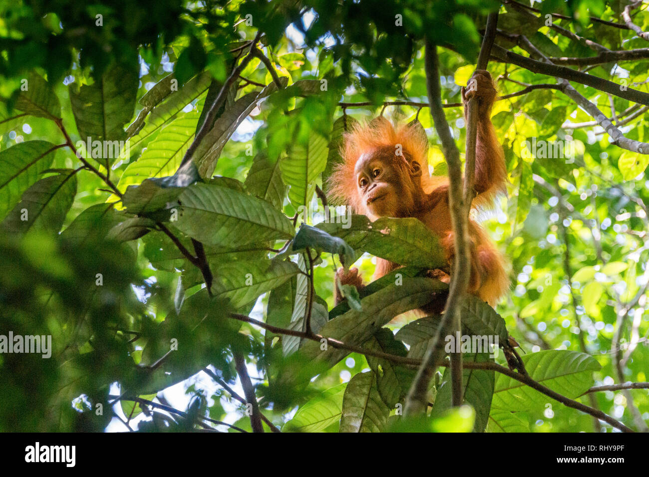 Un mignon bébé orang-outan dans les forêts de Bukit Lawang à Sumatra Banque D'Images