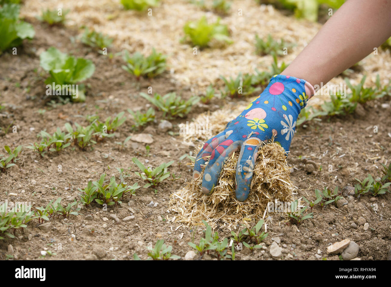 Chauffeur particulier de propager un paillis autour de semis plantés pour fertiliser et protéger de la sécheresse. La vie naturelle, de l'alimentation bio, biodynamique, pe Banque D'Images