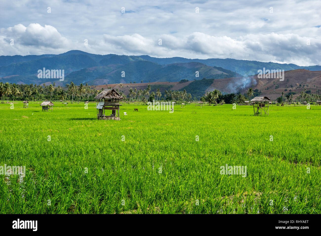 Champs de riz vert luxuriant avec abris à proximité de Kutacane, Sumatra Banque D'Images