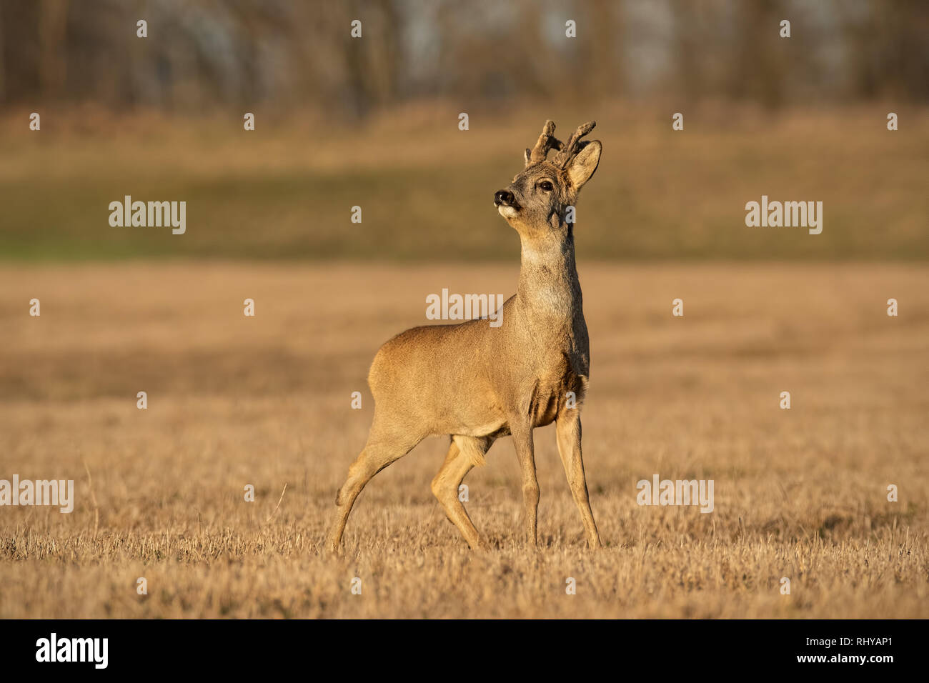 Chevreuil buck en hiver avec revêtement en velours de cerf Banque D'Images