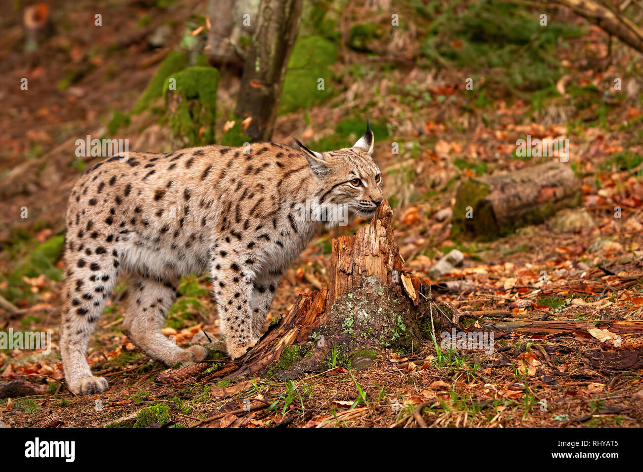 Eursian lynx dans autmn forêt avec arrière-plan flou. Banque D'Images