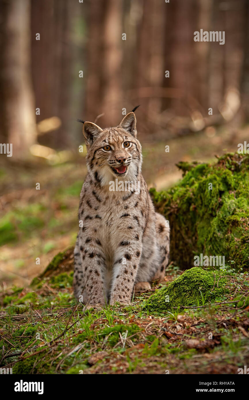 Eursian lynx assis sur des rochers couverts de mousse verte avec arrière-plan flou. Banque D'Images