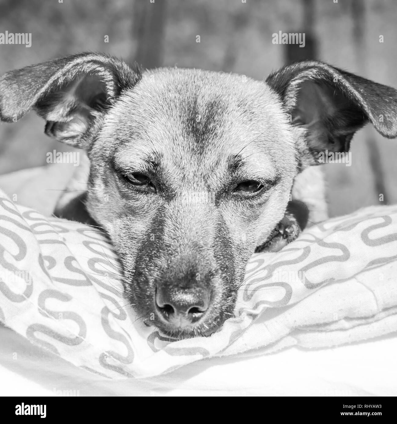 Brown chiot mignon chien isolé sur fond blanc - noir et blanc photo de chien de sauvetage d'adorables yeux Banque D'Images