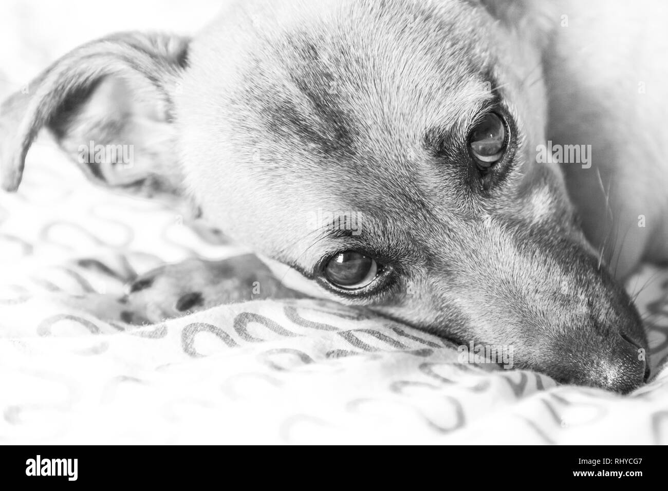 Brown chiot mignon chien isolé sur fond blanc - noir et blanc photo de chien de sauvetage d'adorables yeux Banque D'Images