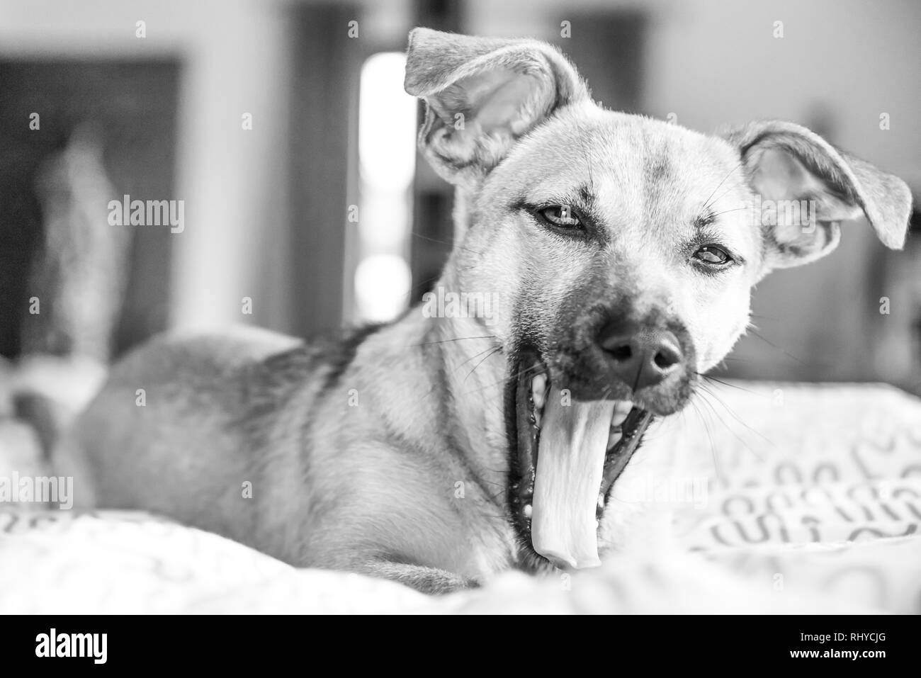 Brown chiot mignon chien isolé sur fond blanc - noir et blanc photo de chien de sauvetage d'adorables yeux Banque D'Images
