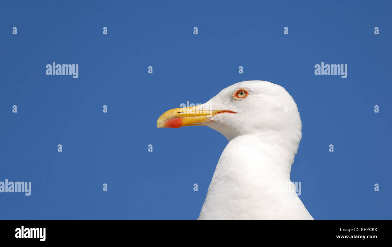 Magnifique portrait de mouette blanche avec ciel bleu vif comme arrière-plan with copy space Banque D'Images