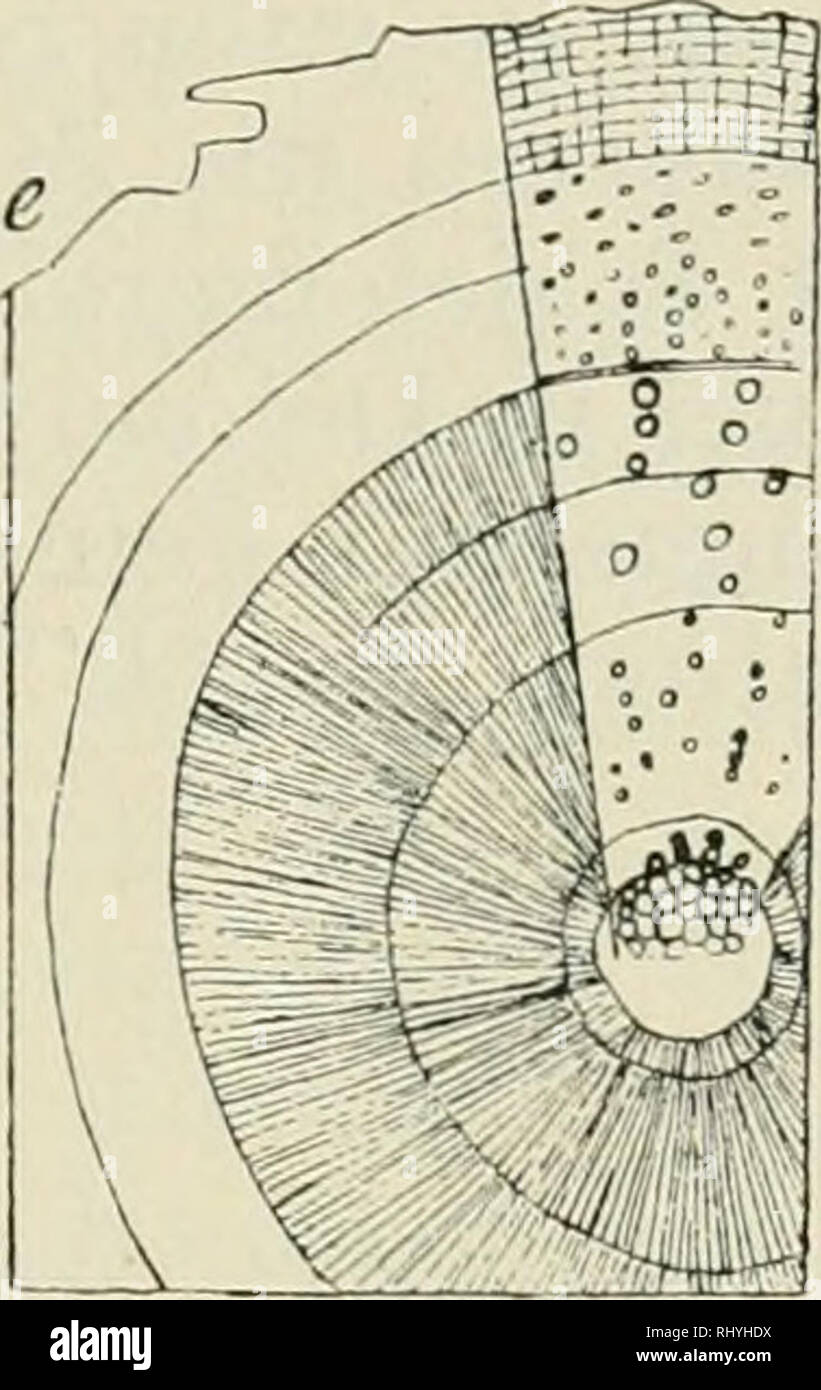 . Beihefte zum botanischen Centralblatt. Les plantes. Fig. 24. Minuartia verna. Schiefergeröll. Albula 2300-2650 m. a  = Junger Schopftrieb Mutterachse ; une Adventiv würzeichen seineurs ein (3 : 2). b  = Eine Achselknospe Schopftriebes » des (23 : 1). r  = Verwitterte Blätter (3:1). Endknospe Laubtriebes d  = im (8 : 1). e  = Modifier Schopftrieb (50 : 1). Wenn die Zweige der aufhören zu dienen Assimilation, wird ihre épiderme mit der dicken Kutikula durch eine starke Kork- schicht ersetzt. Das primäre Rindengewebe kollenchymatisch sekundäre und ist, und im Innern karat ein mächtiger Holz- körper. Die Banque D'Images